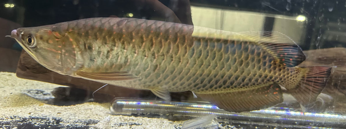 LARGE Jardini Arowana (13-14”)