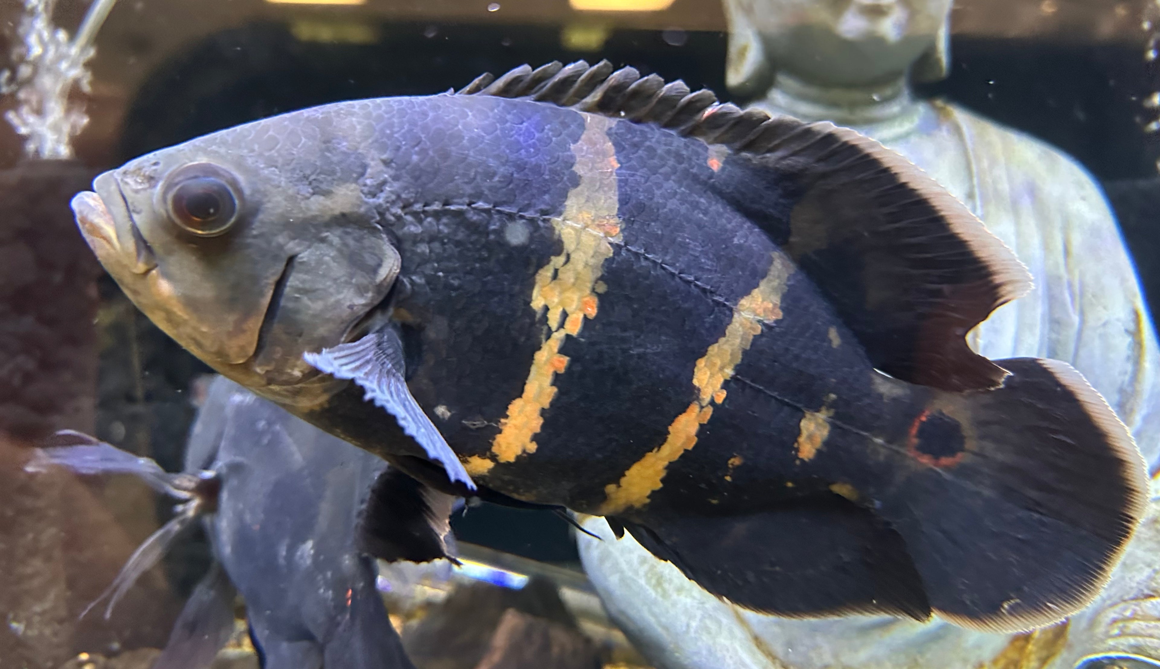 LARGE Bumblebee Oscar (6-7”)