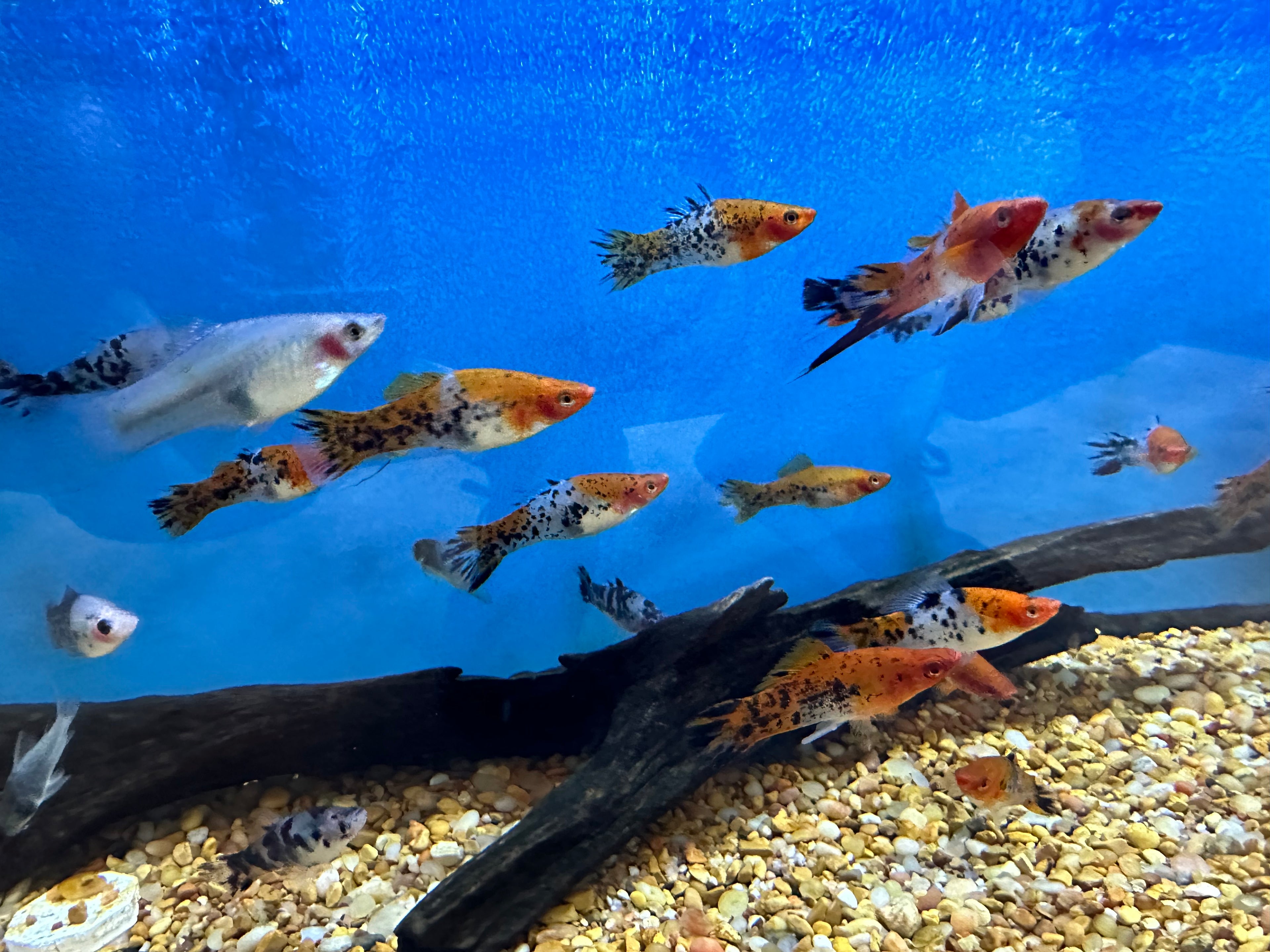 Large Showa Swordtail (2.25-3”)