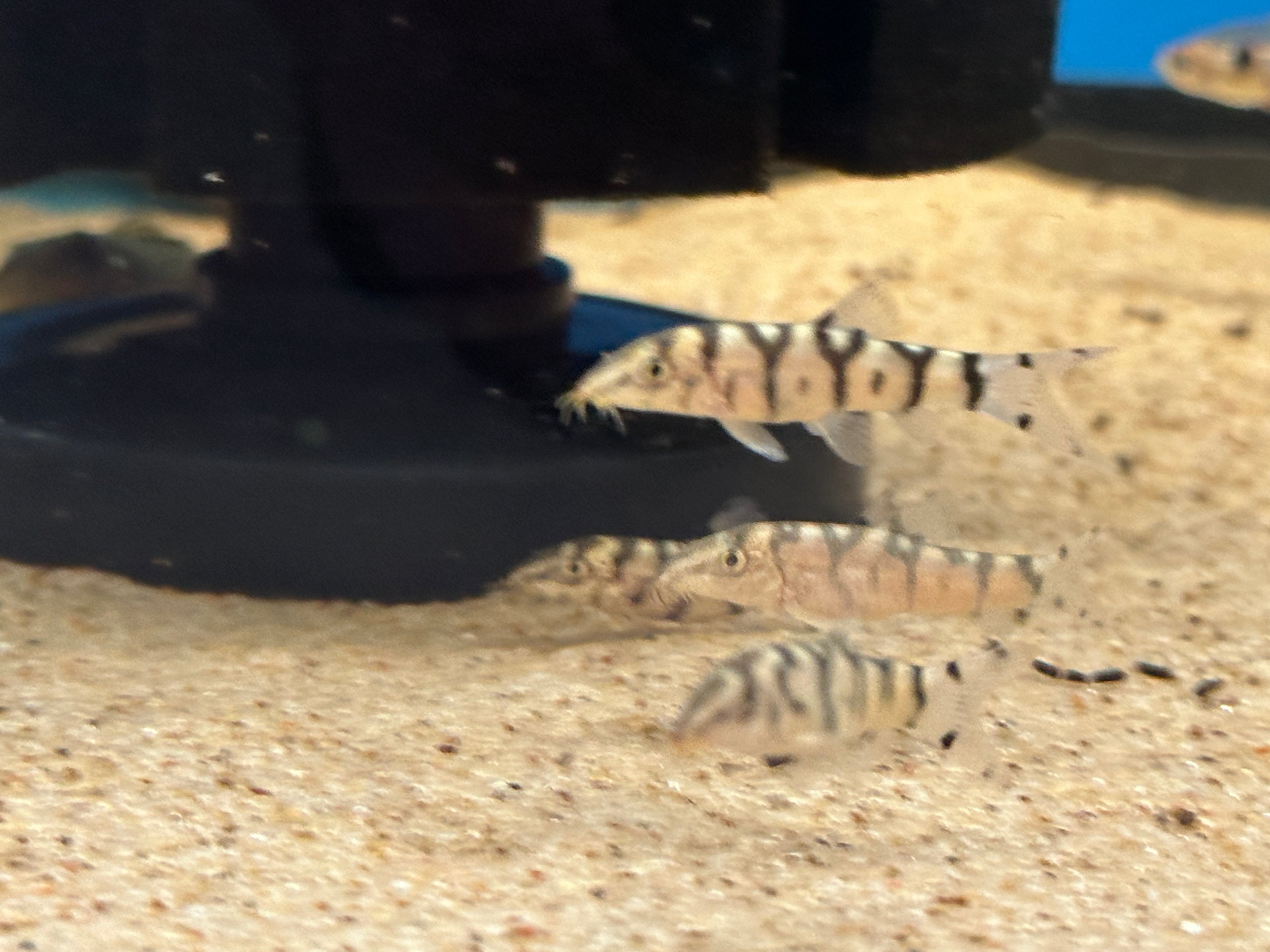 Yo Yo Loach (1.5”)