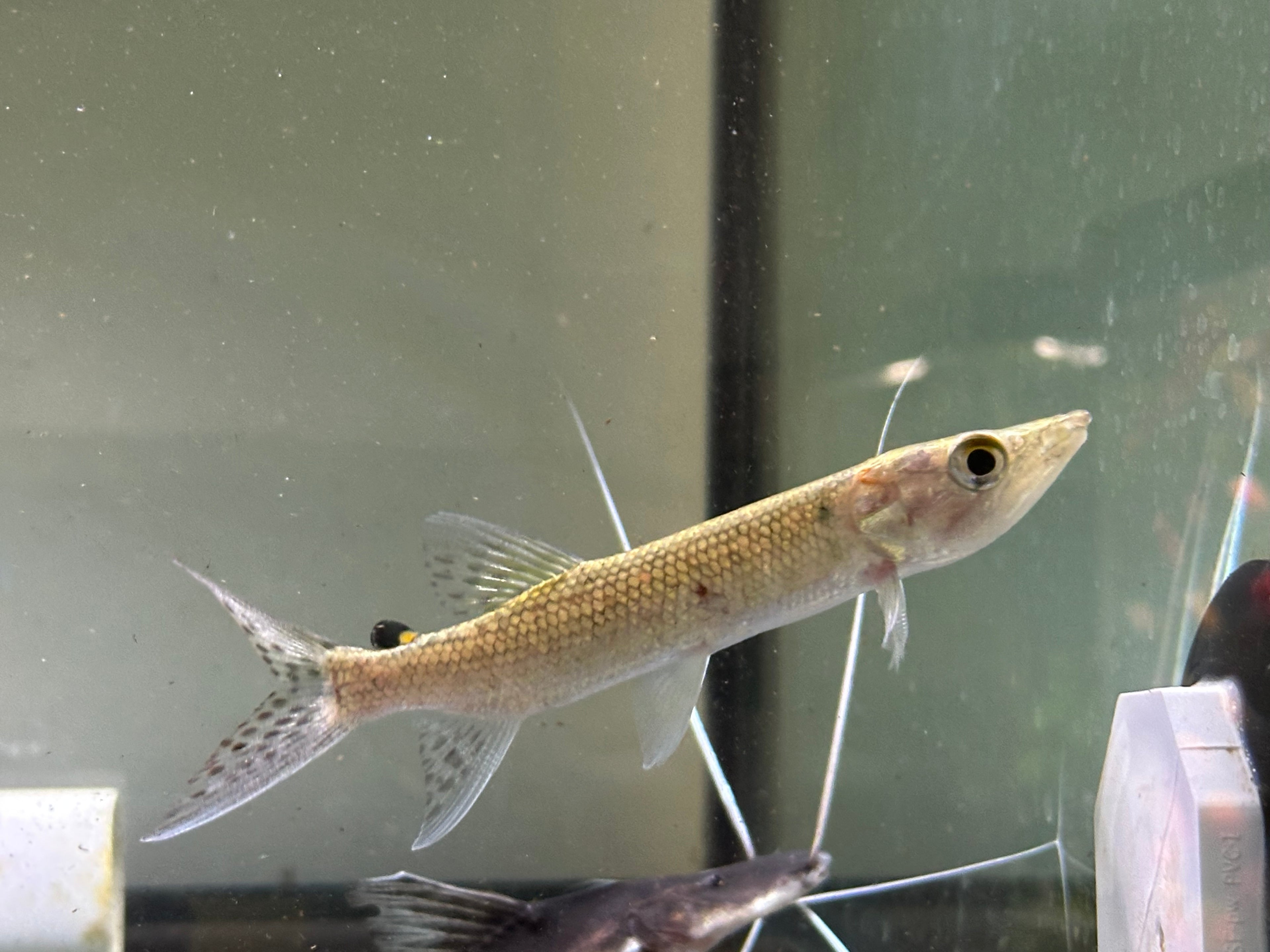 African Odoe Pike (5”)