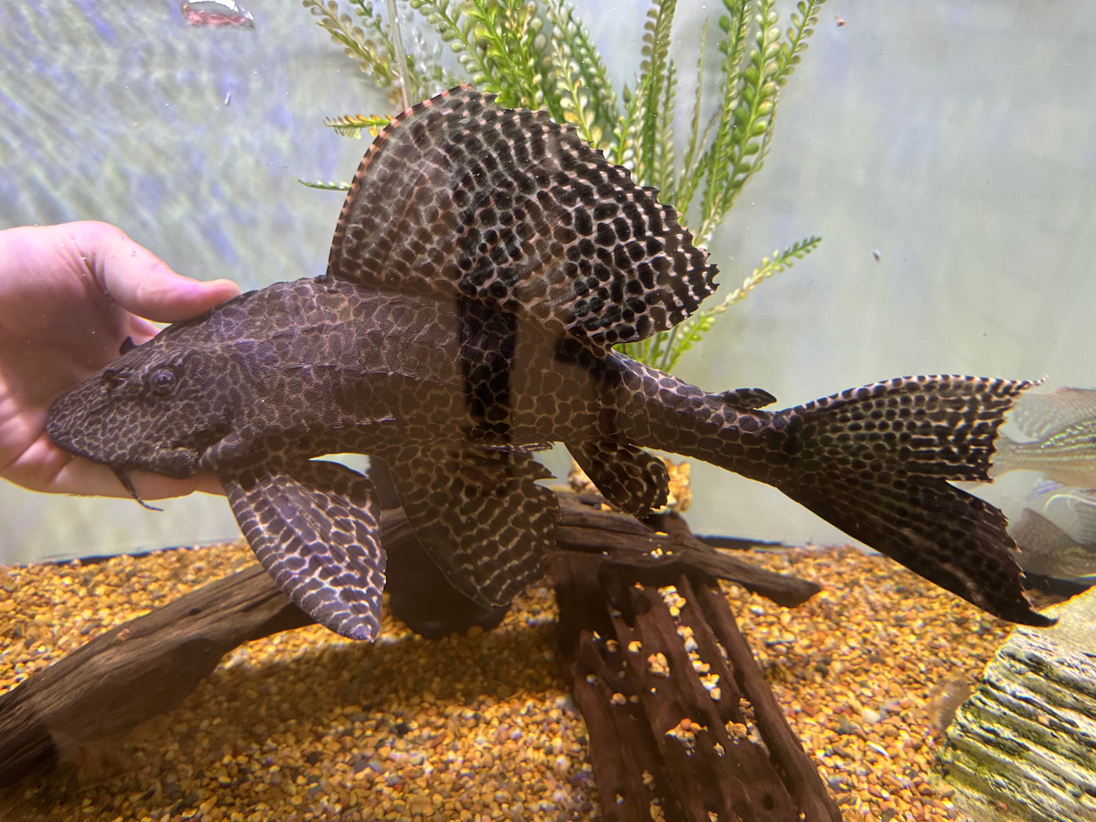 Jumbo Gibbicepts Pleco (14-15”)