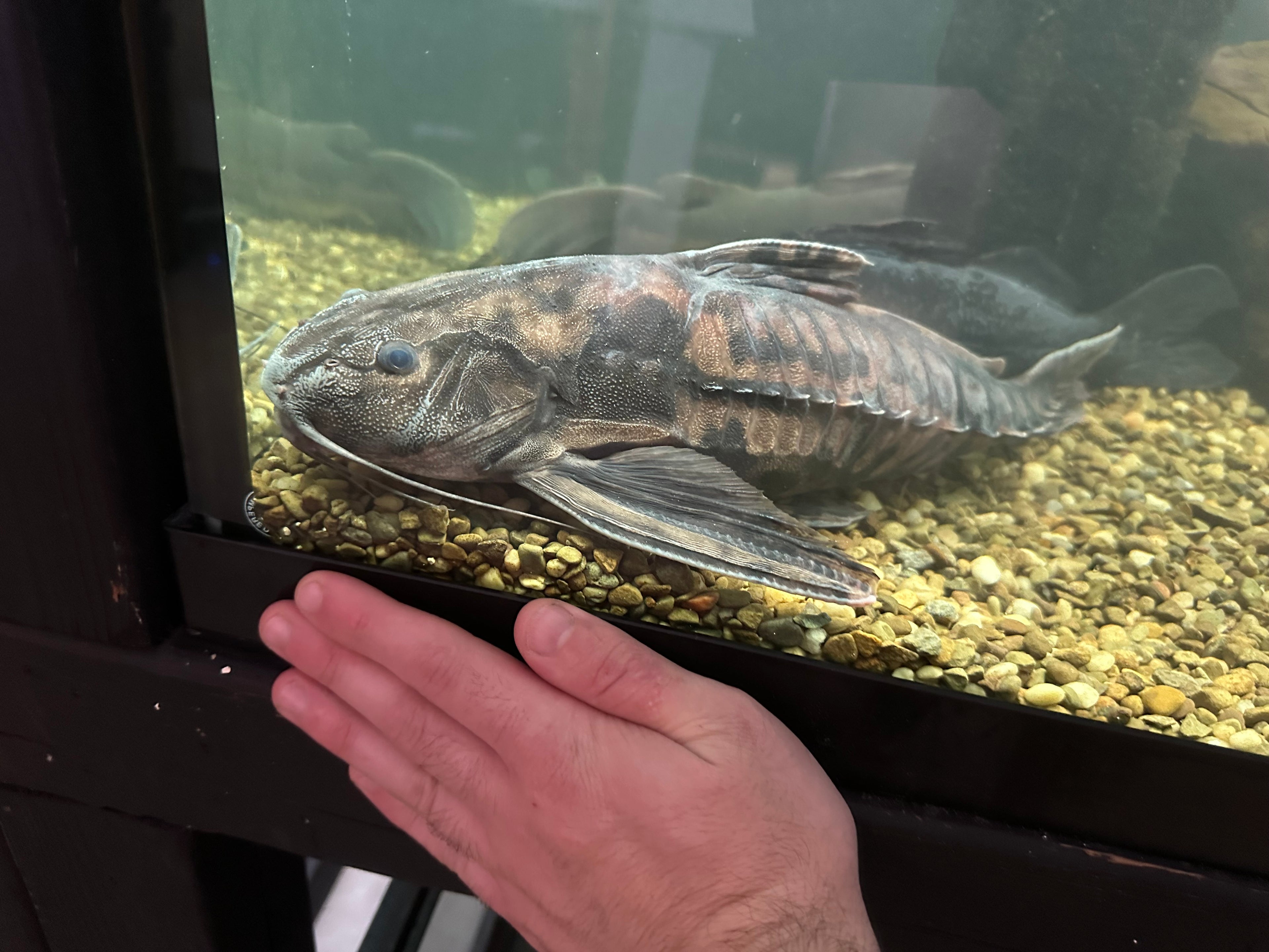XL Irwini Catfish (17-18”)