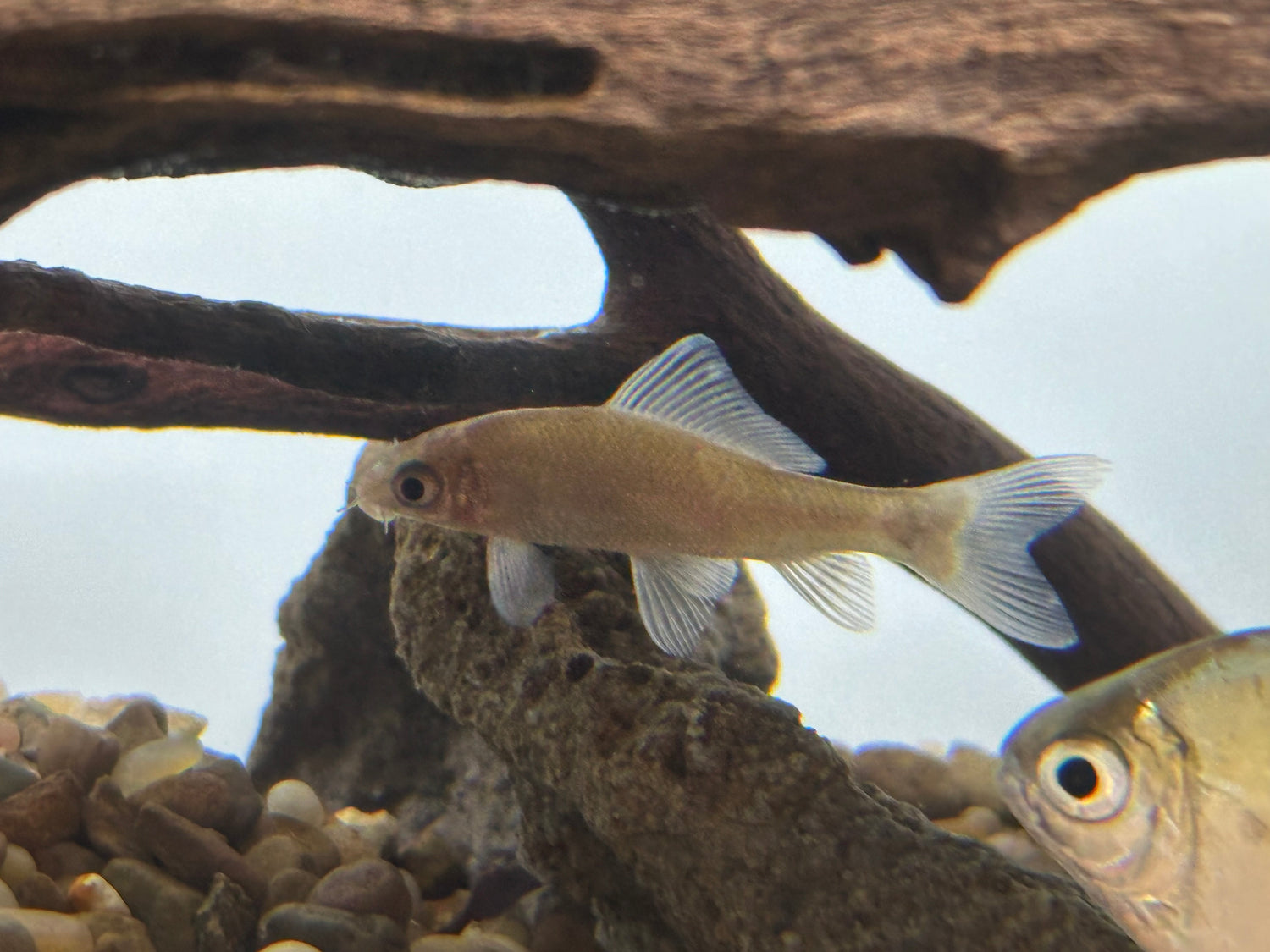 Albino Black Shark (3”+)