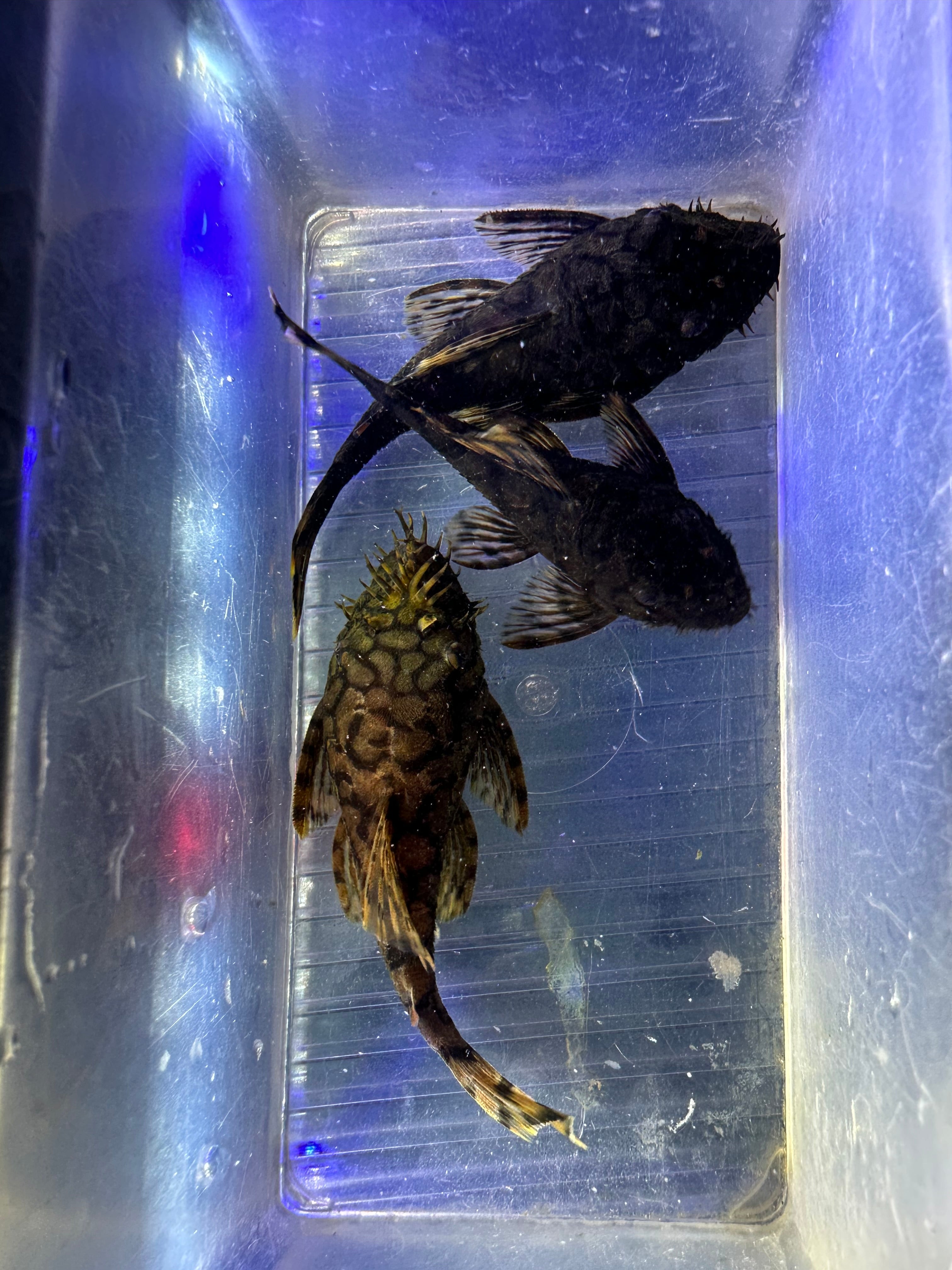 L519 Ancistrus Pleco “Rio Itenez” (3-3.5”)
