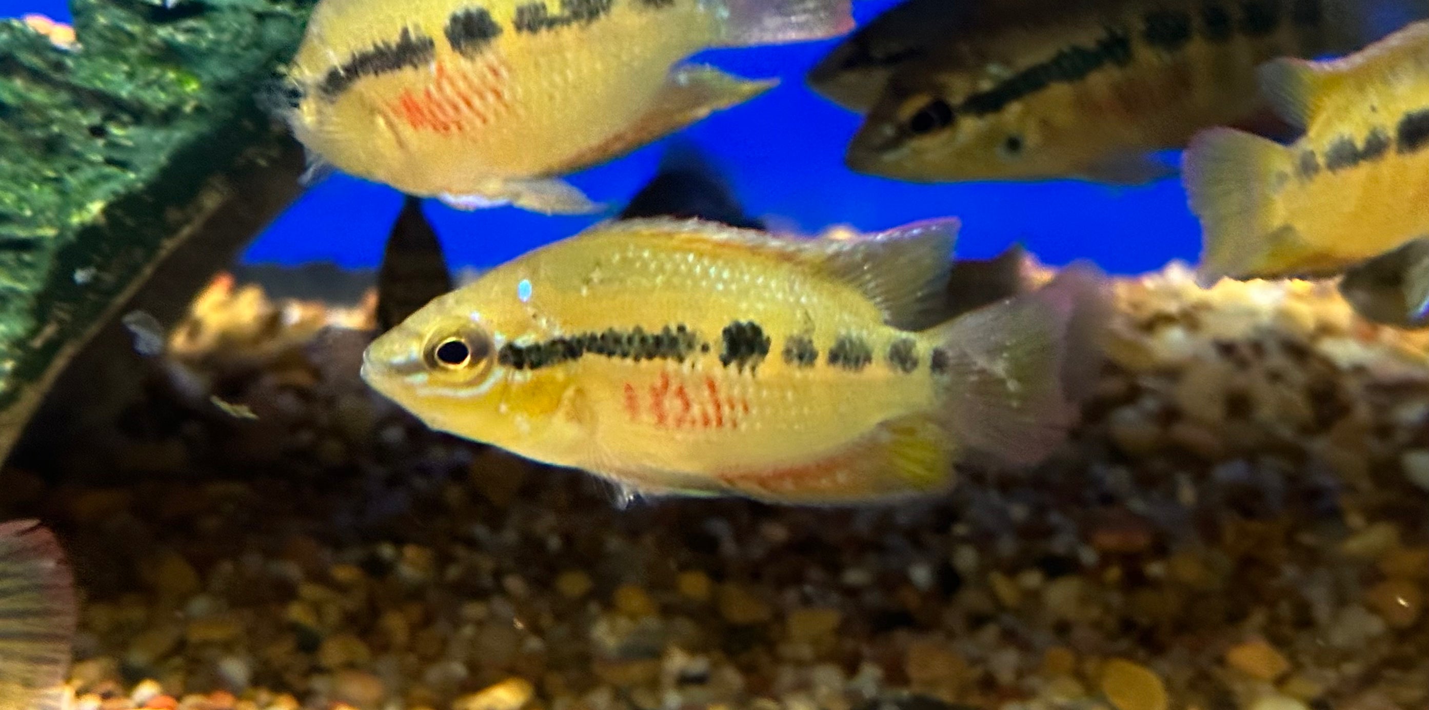 Salvini Cichlid (2-2.5”)