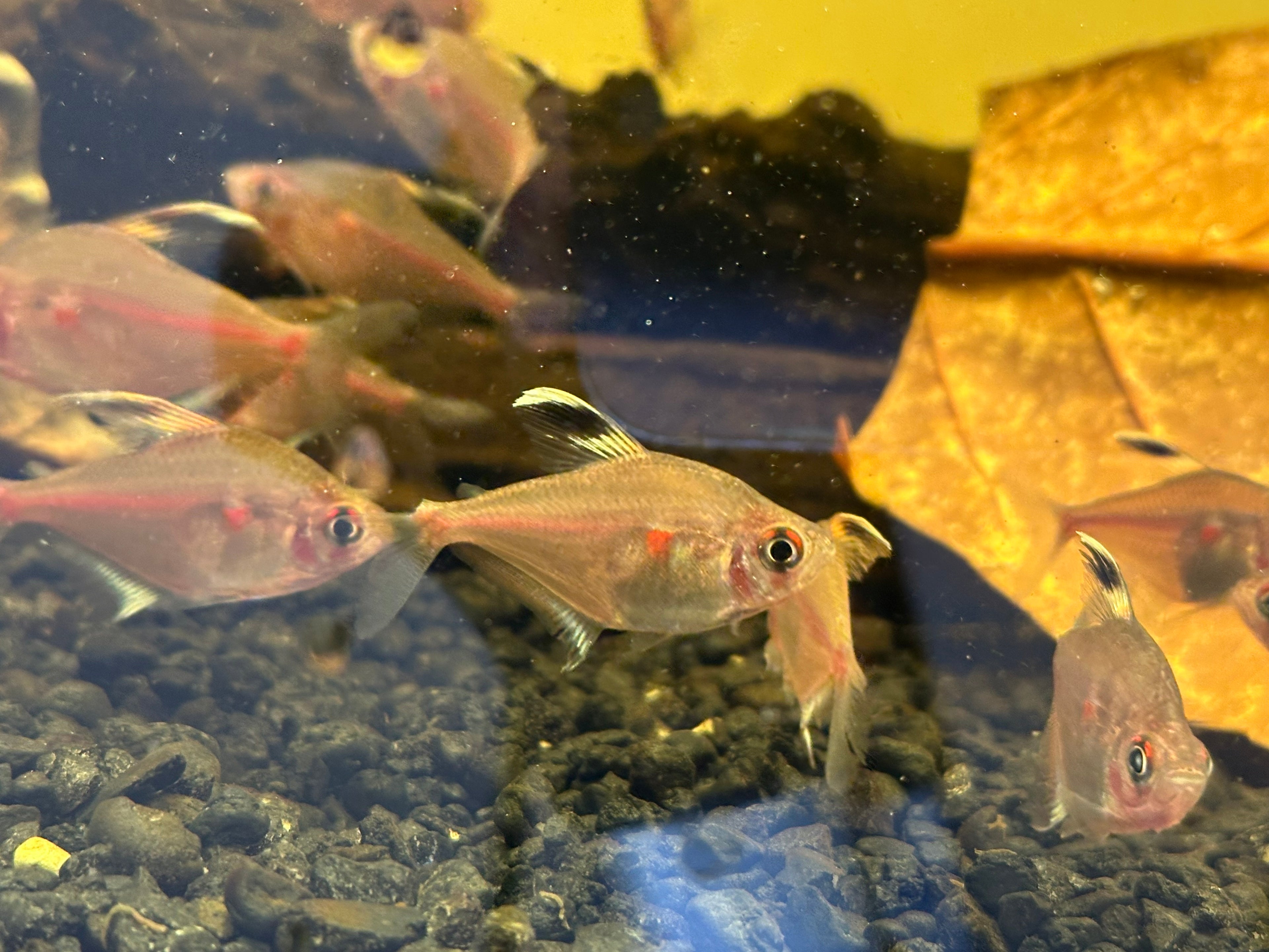 Bleeding Heart Tetra (1.25-1.5”)