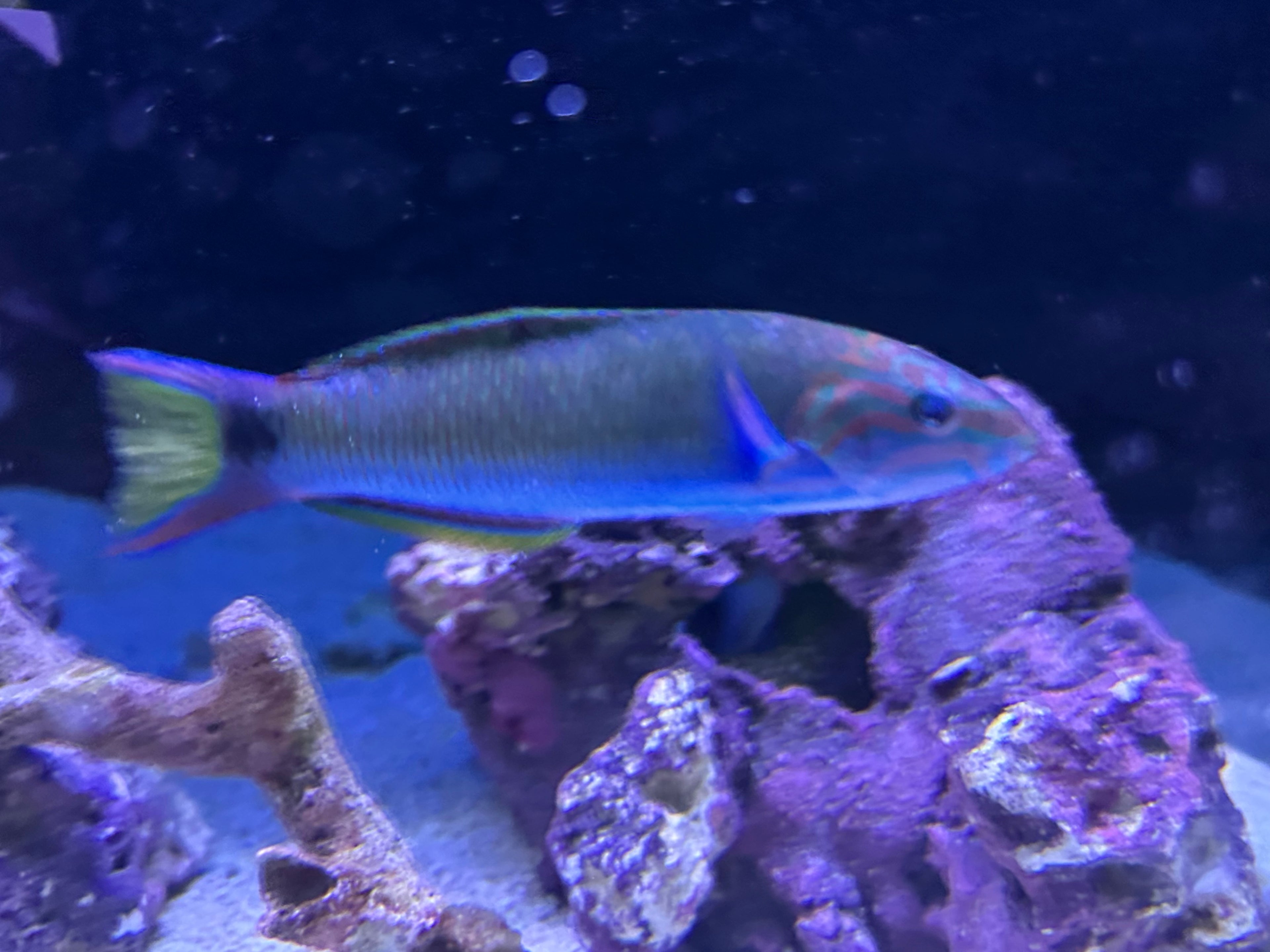 Moon Wrasse (5.5-6”)