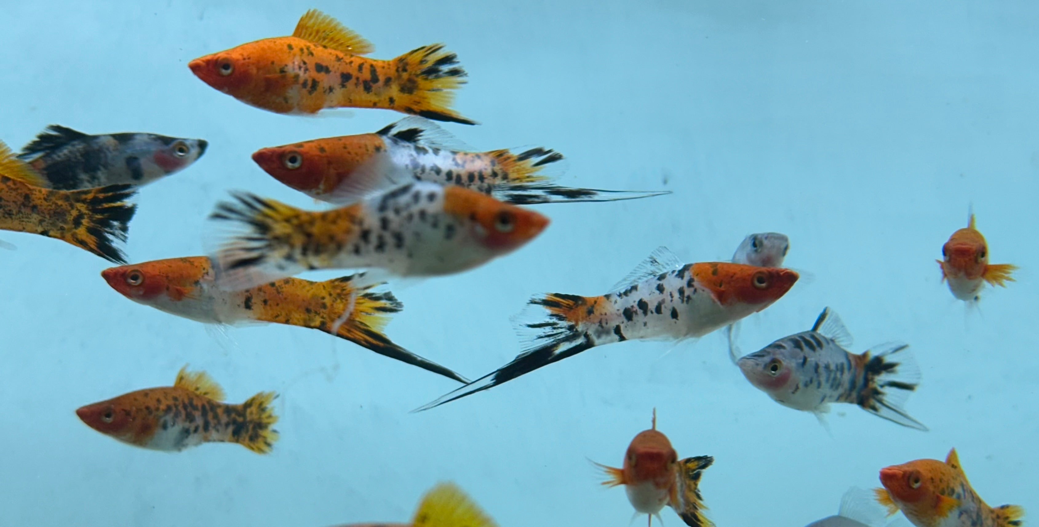 Large Showa Swordtail (2.25-3”)