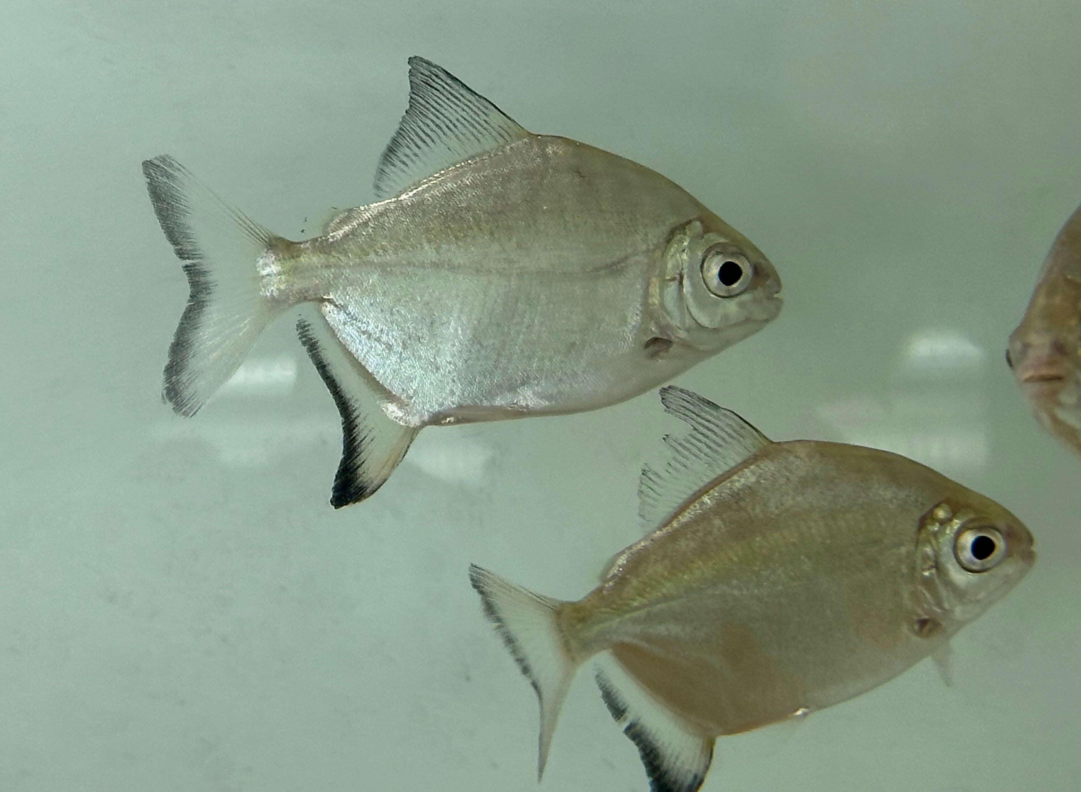 Tometes ancylorhynchus (2-2.5”)