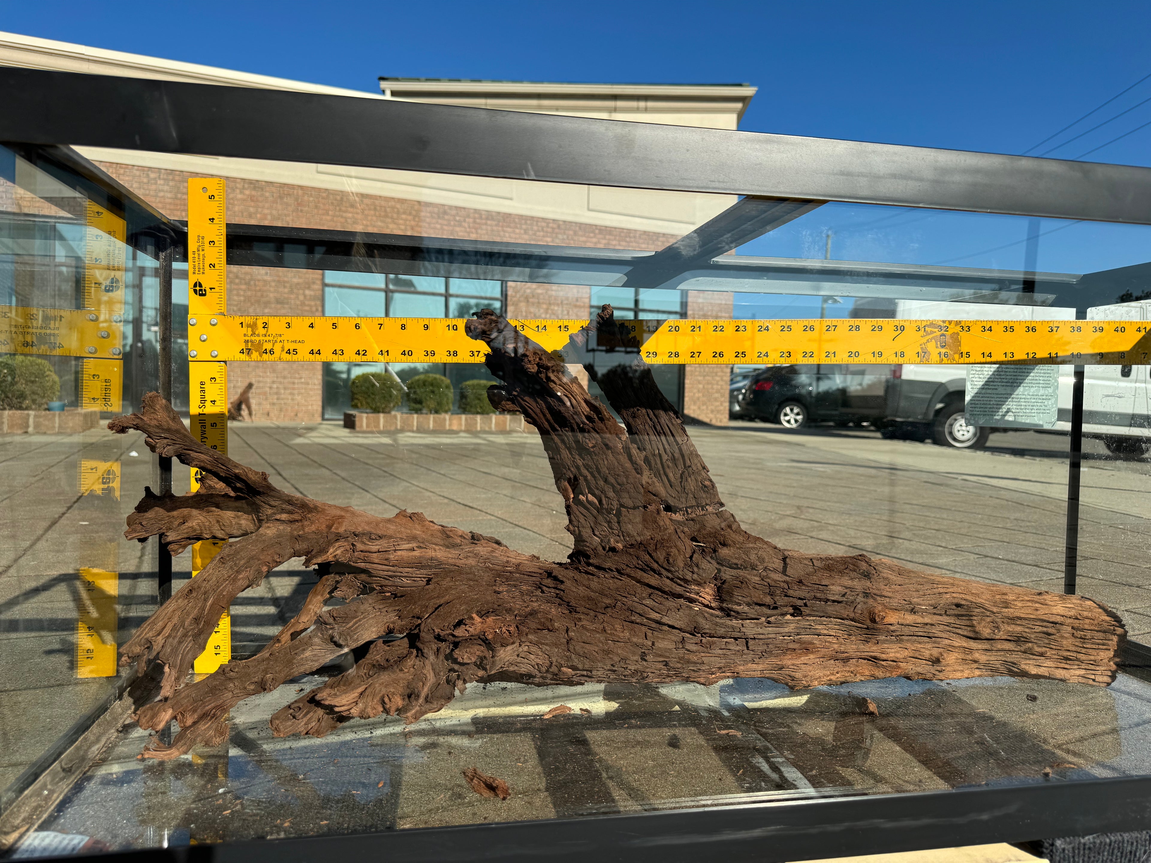 XL Malaysian Driftwood