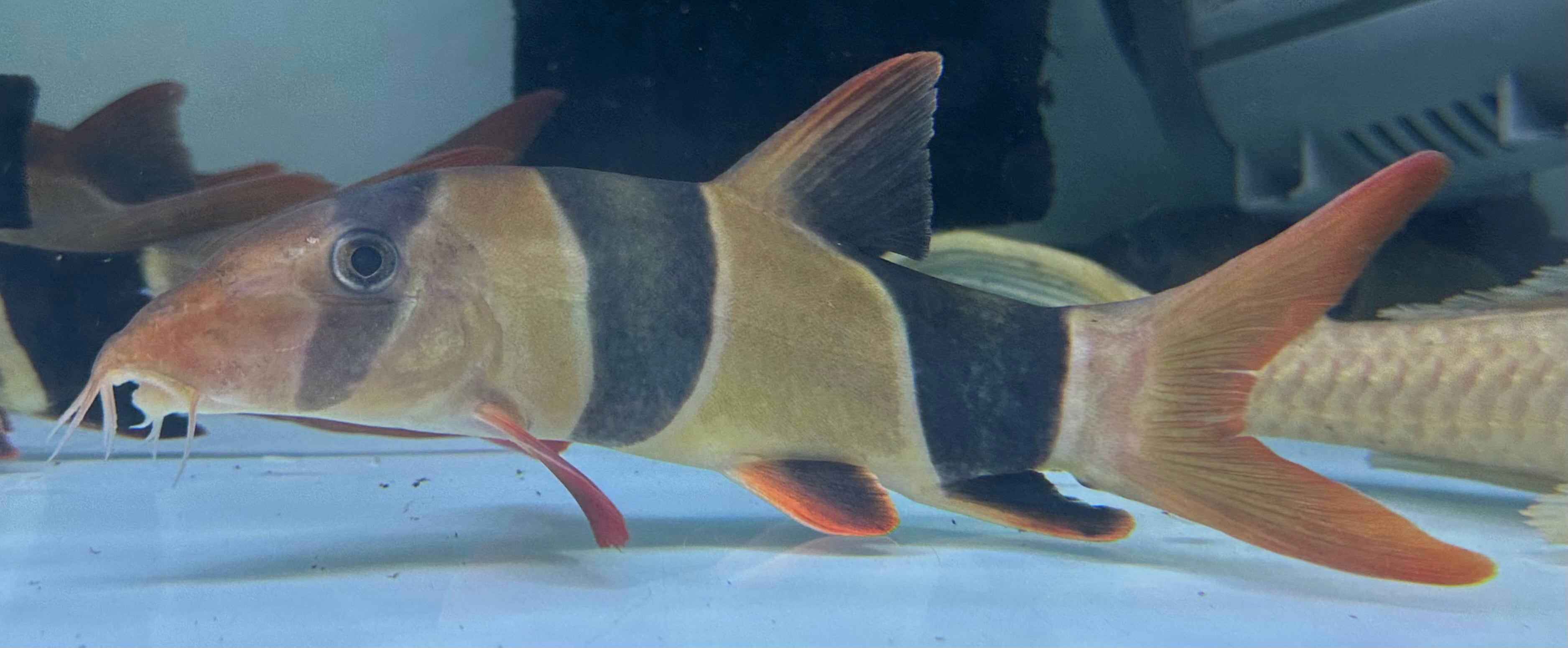 LARGE Clown Loach (7-7.5”)