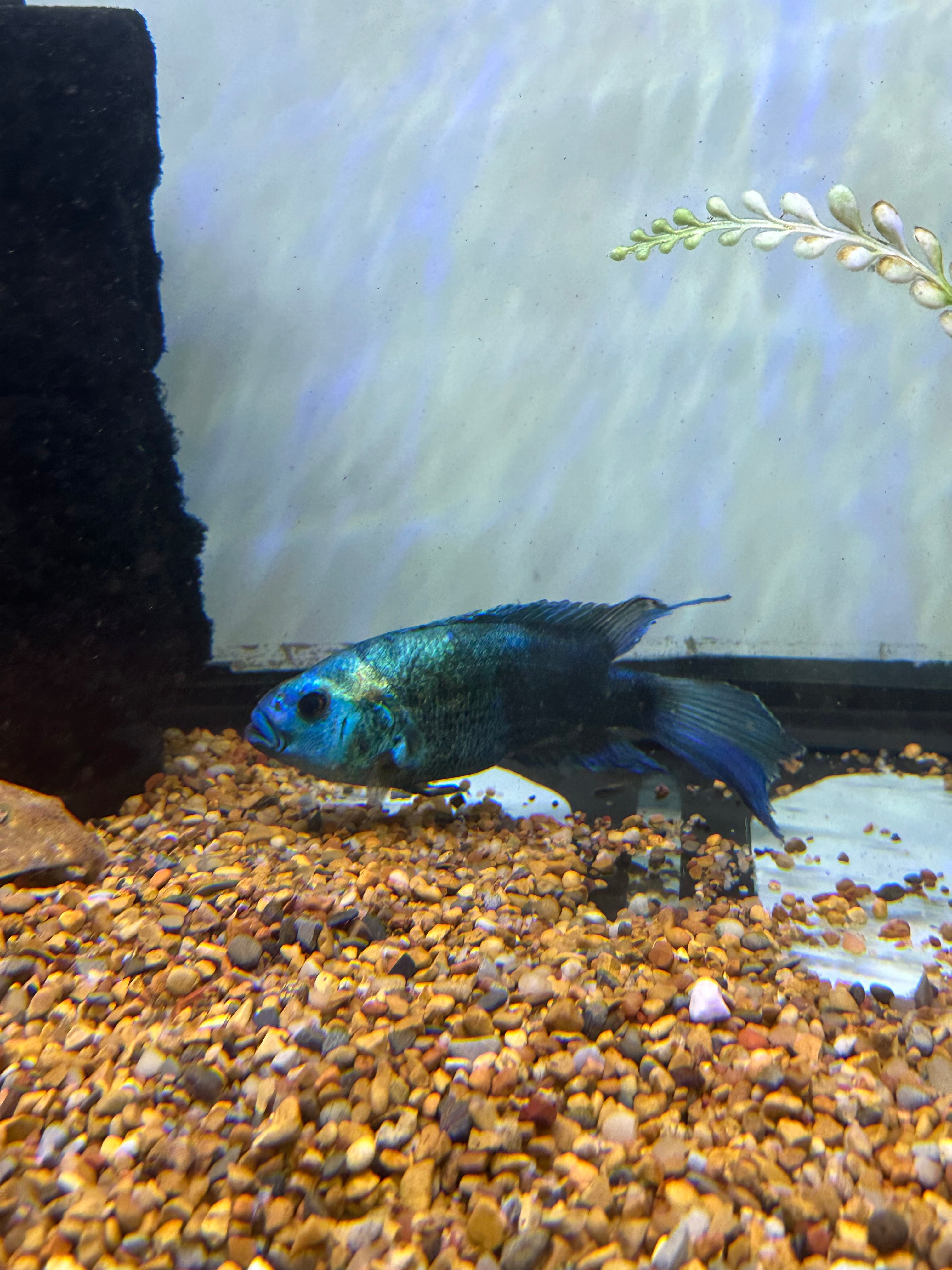 XL Electric Blue Jack Dempsey (6.5-7”)