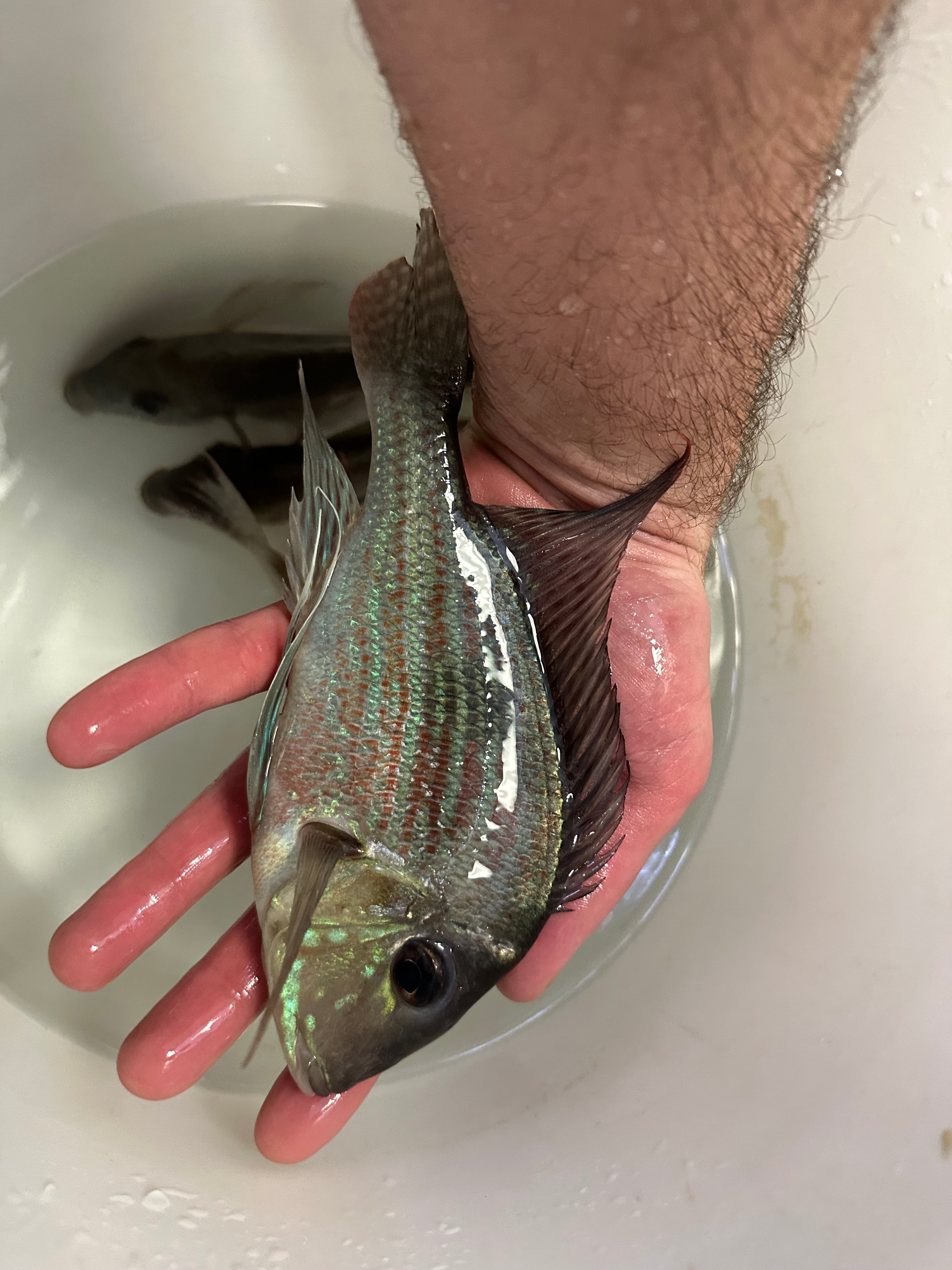 XL Sveni Geophagus (7”+)
