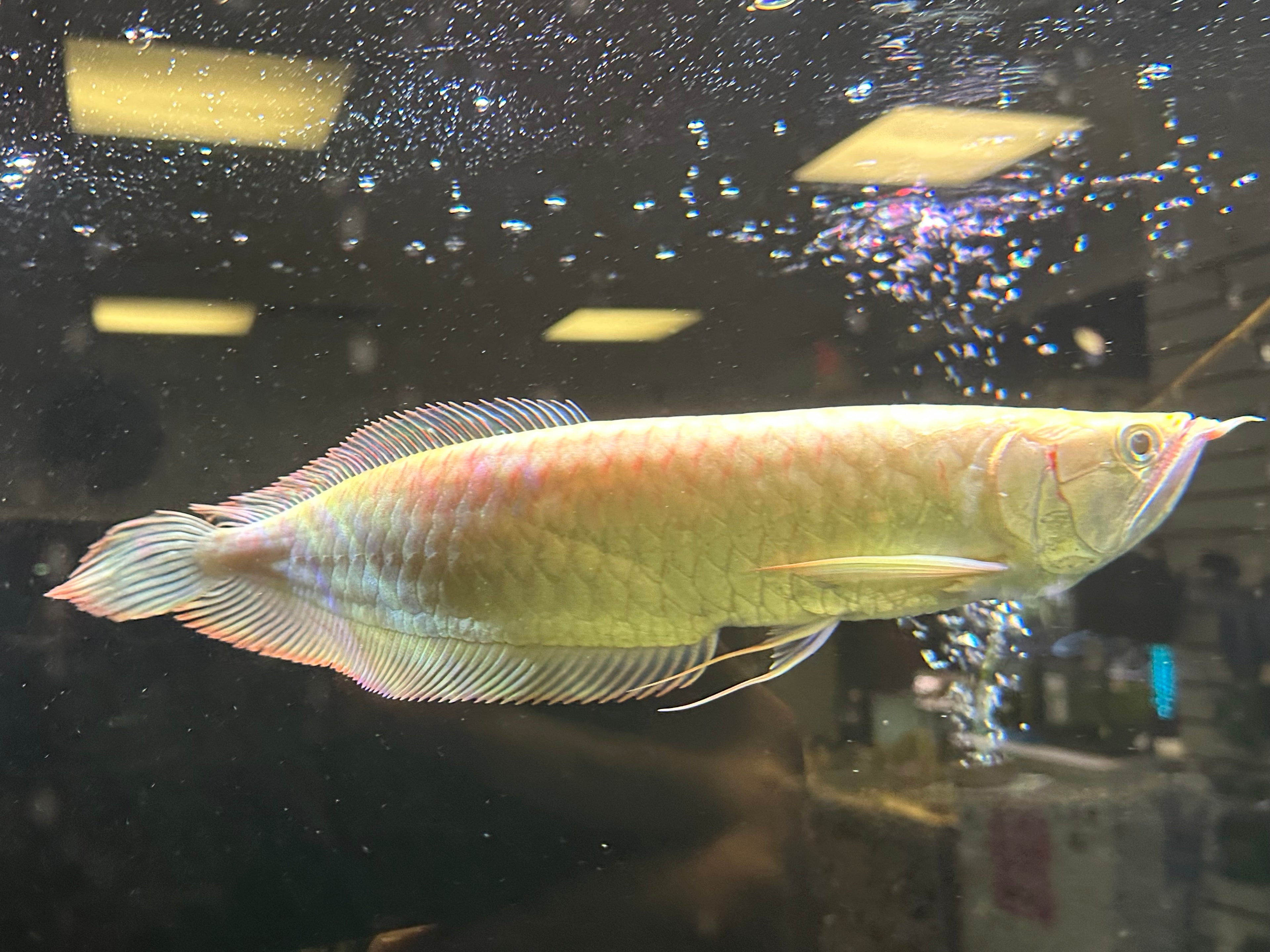 LARGE Albino Silver Arowana (13-14”)