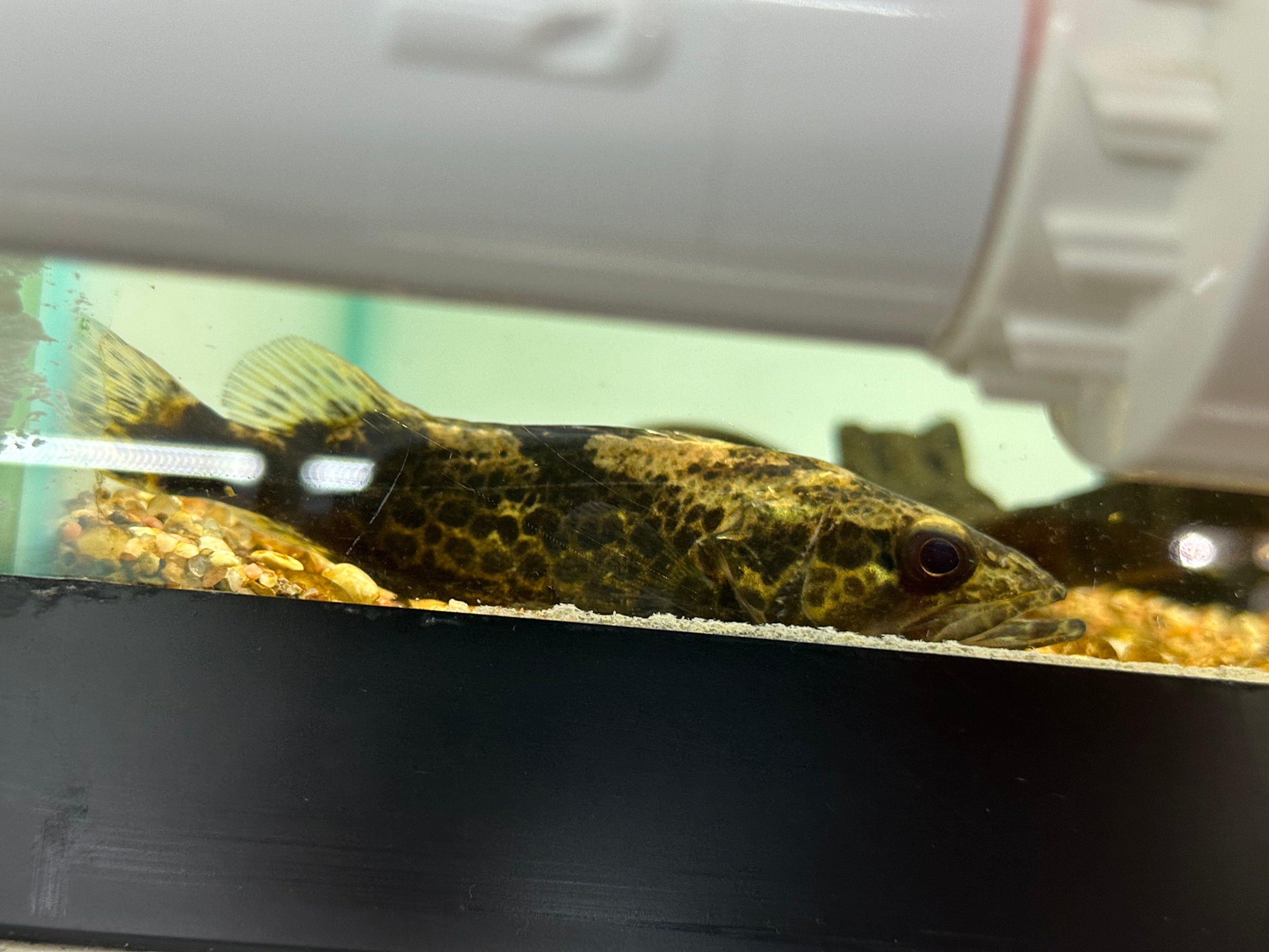 Leopard Perch (5.5-6”)