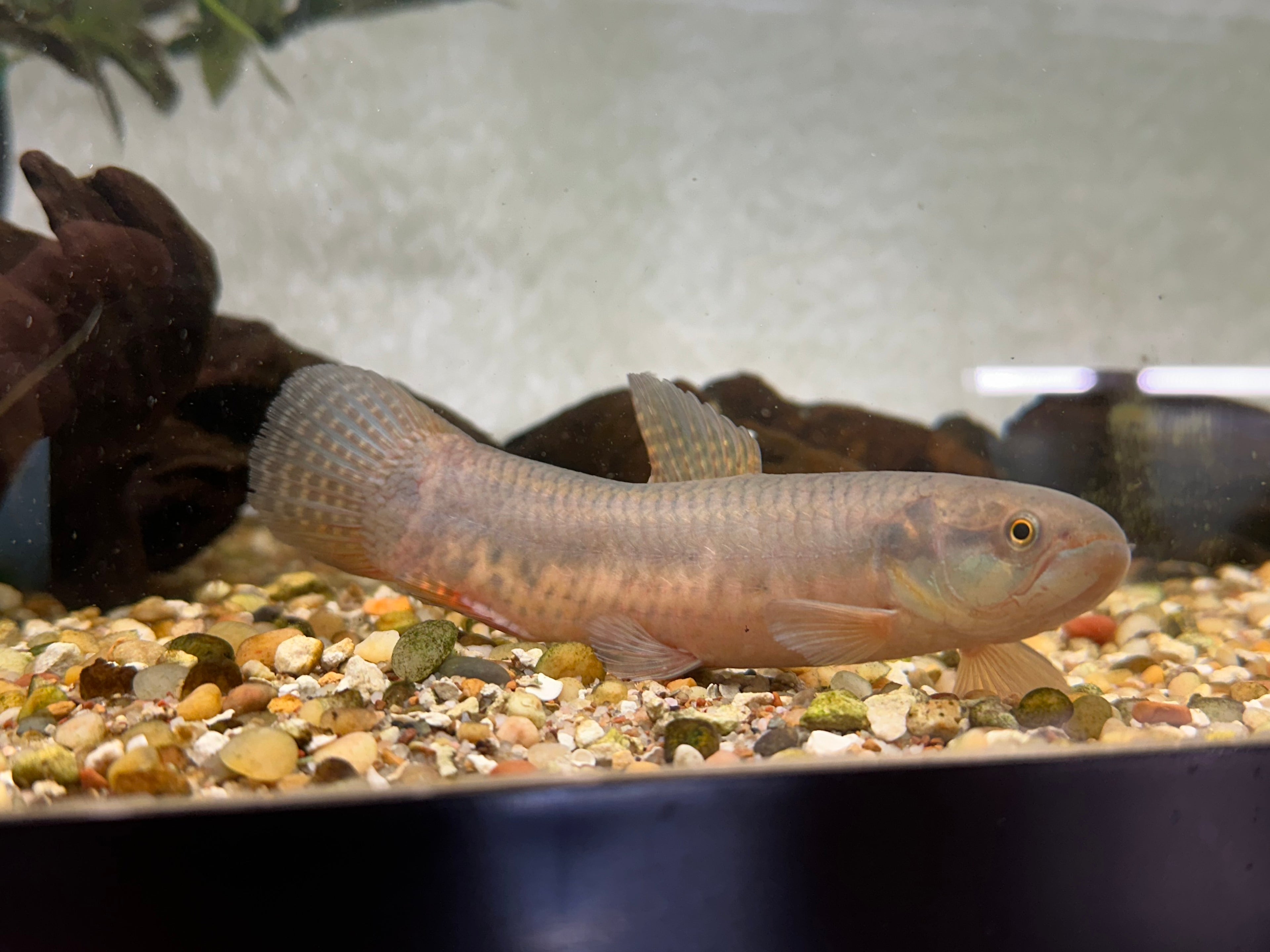 Purple Wolffish (6.5-7”)