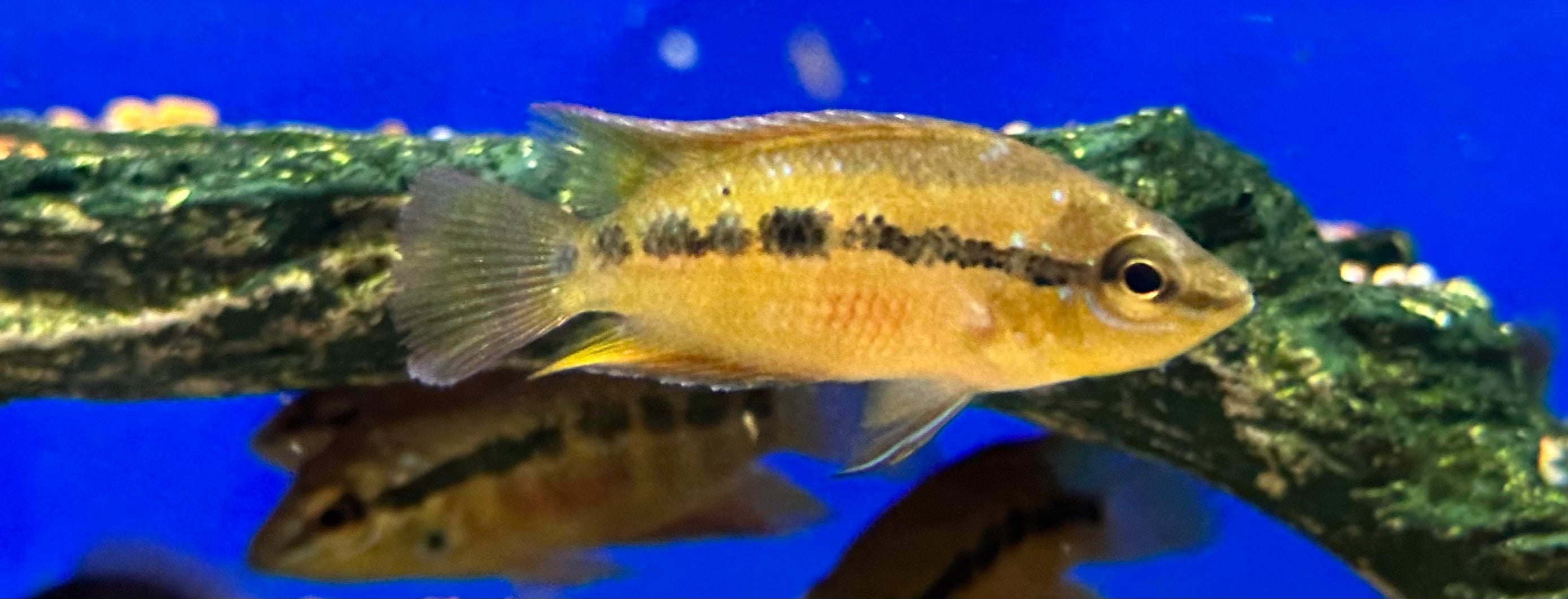 Salvini Cichlid (2-2.5”)
