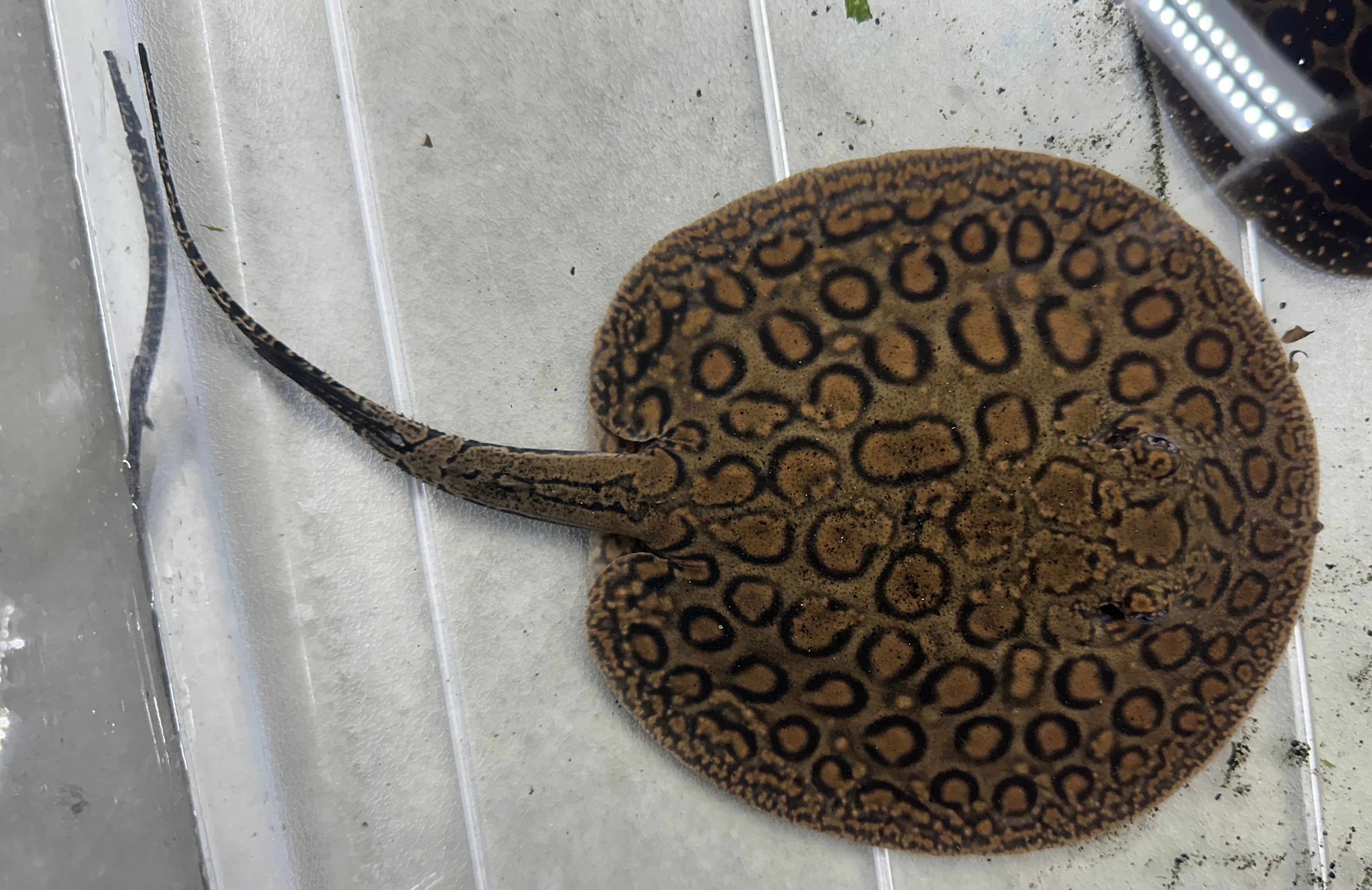 Marble Motoro Hybrid Stingray (Female 6-7”)