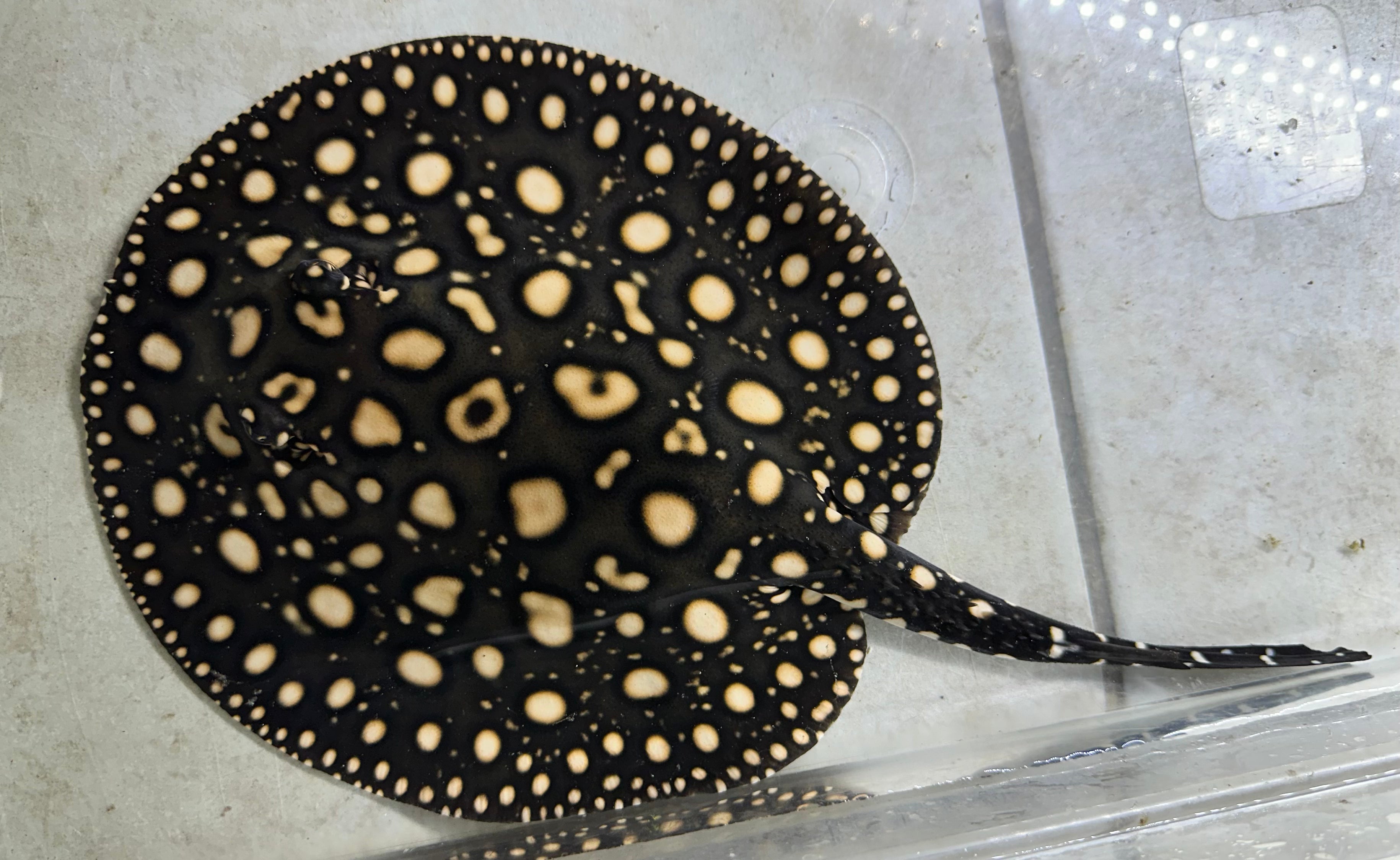 Black Diamond Stingray (Male 7”)