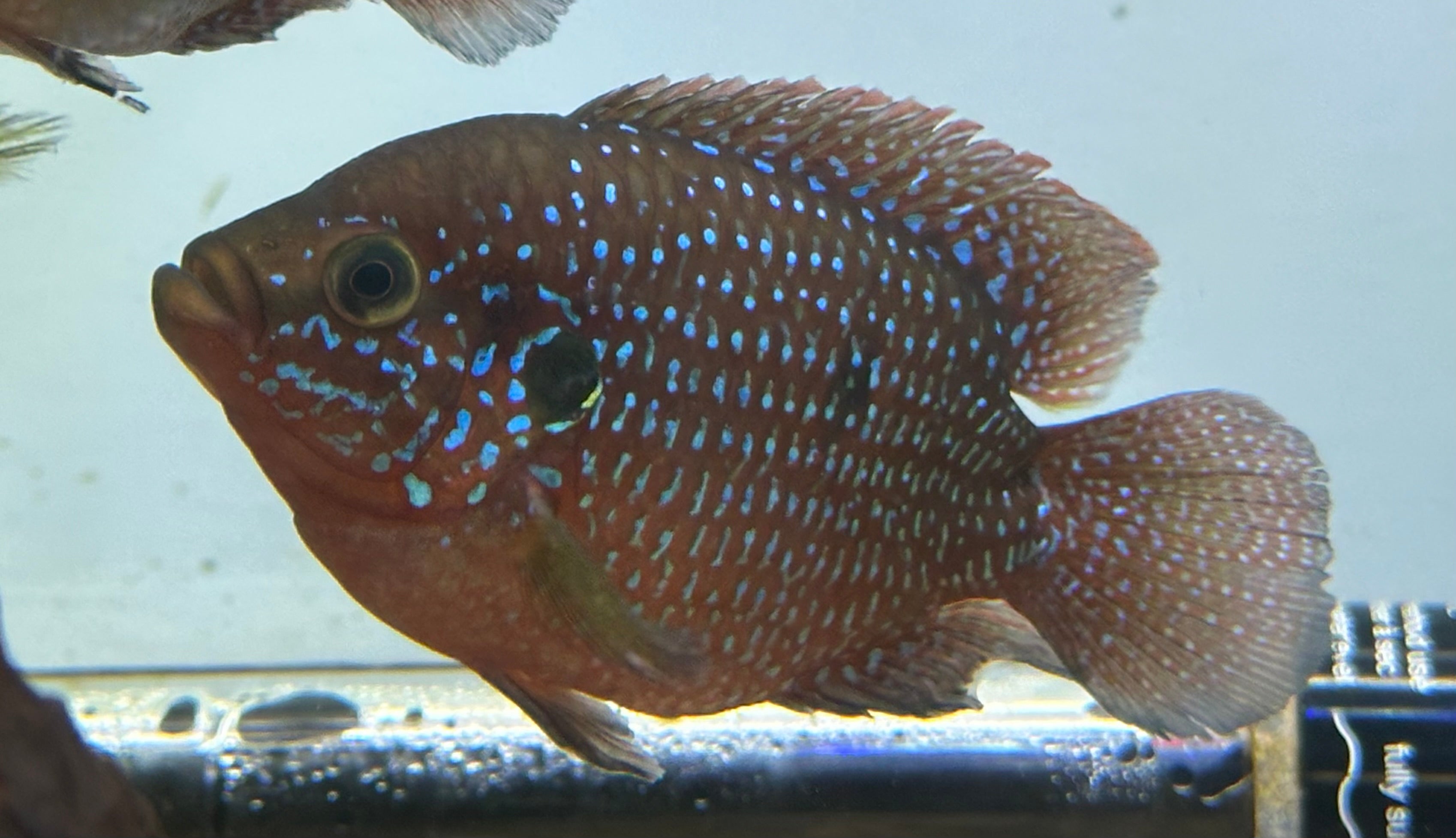 Shortbody Red Jewel Cichlid (2.5”)