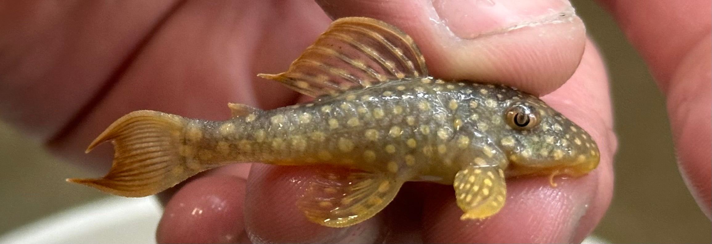 Captive Bred L014 Sunshine Pleco (1.75-2”)