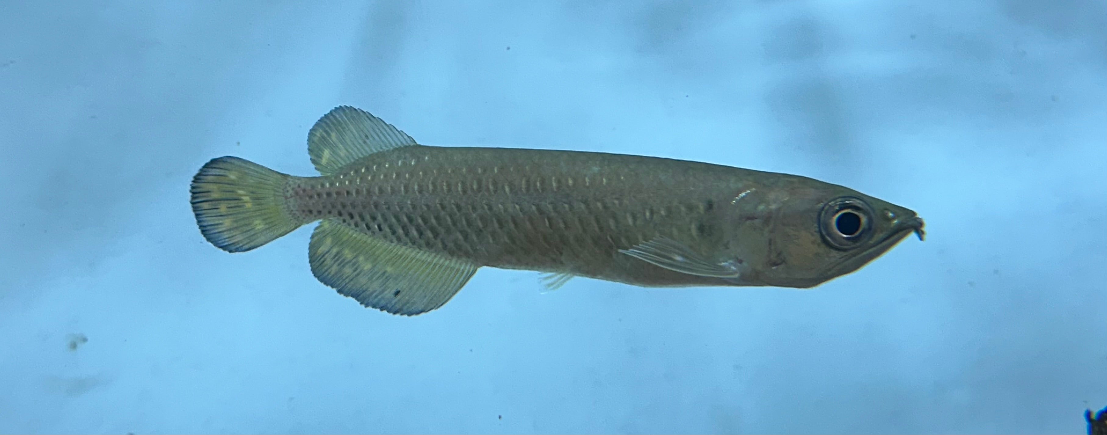 Arowana de jardín (5”)