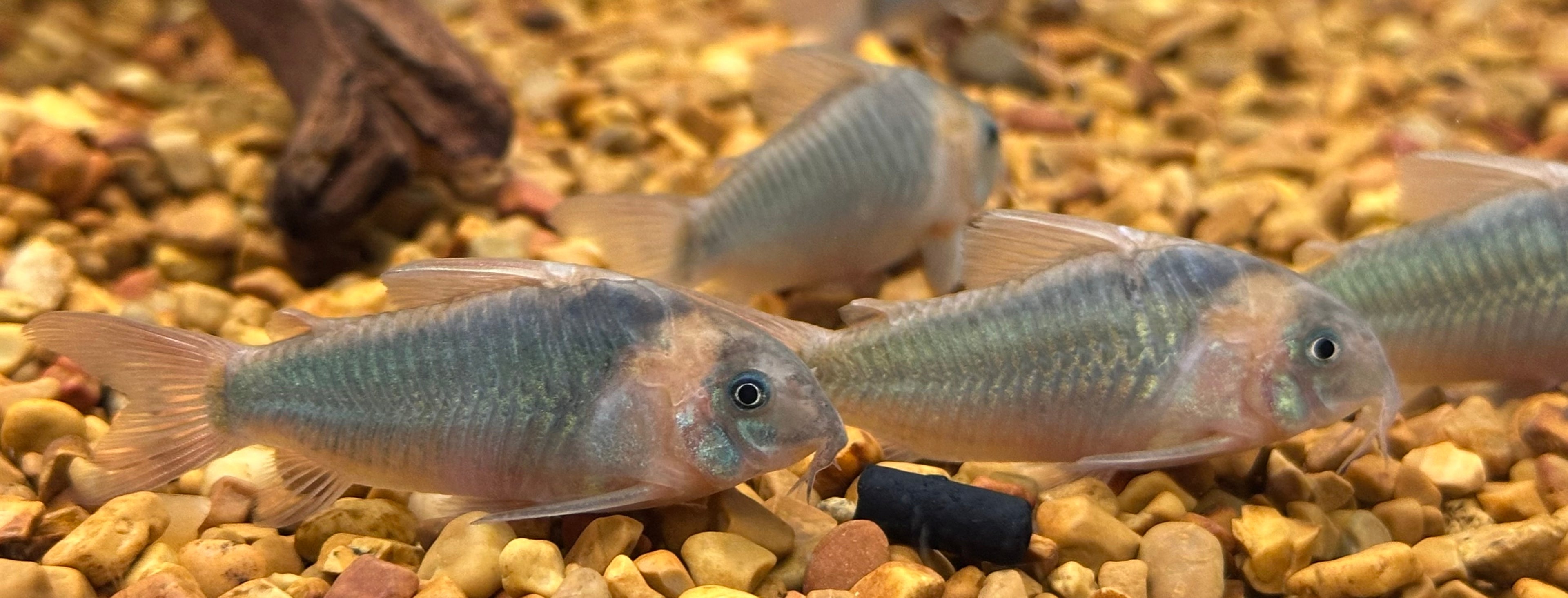 Eques Cory (1.75-2”)