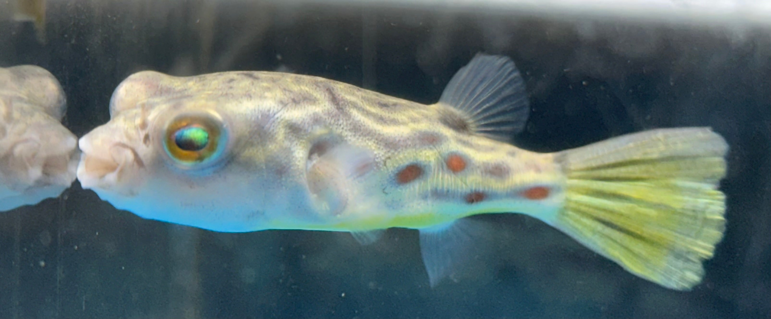 Cross River x Fahaka Hybrid Puffer (2.75-3”)