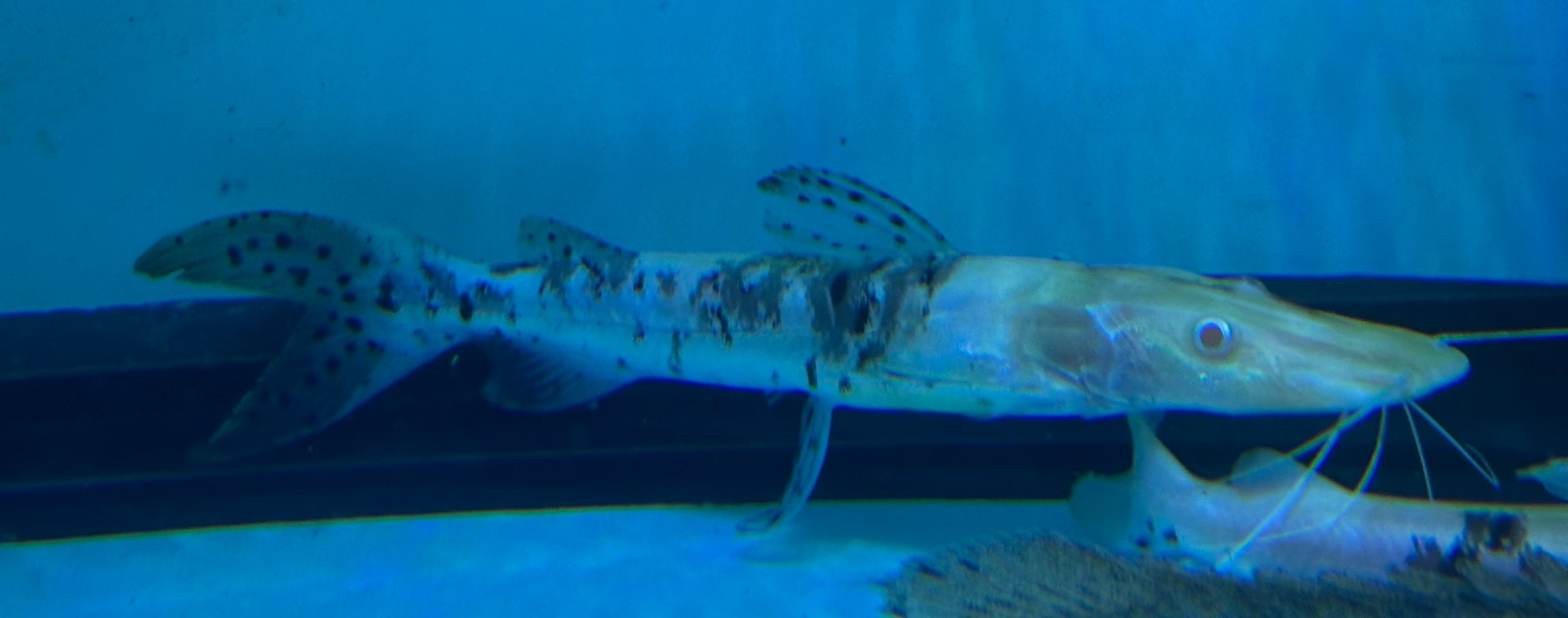 Albino Marble Tiger Shovelnose Catfish (7.5”)