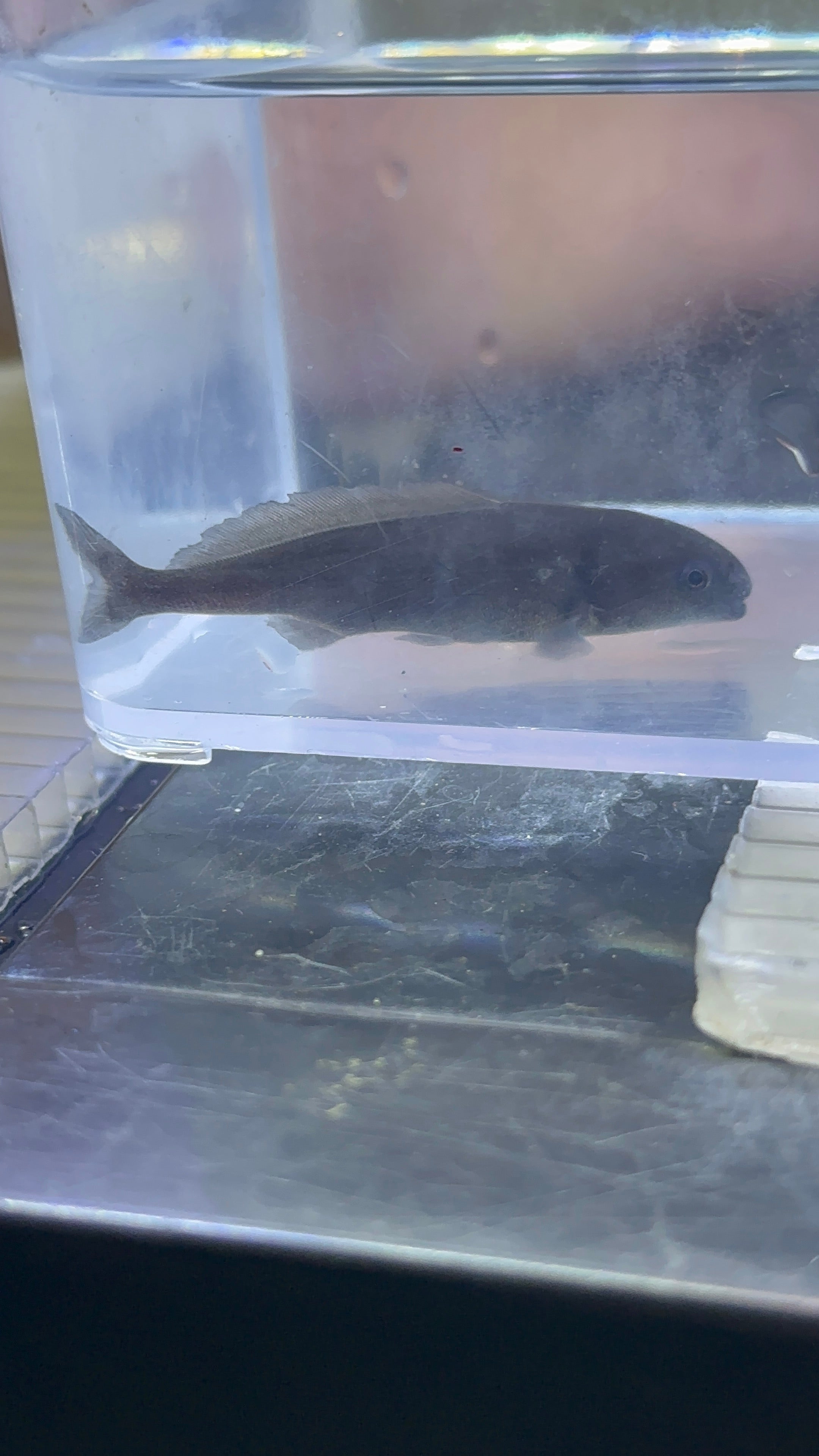 Dolphin Mormyrid (2-2.5”)
