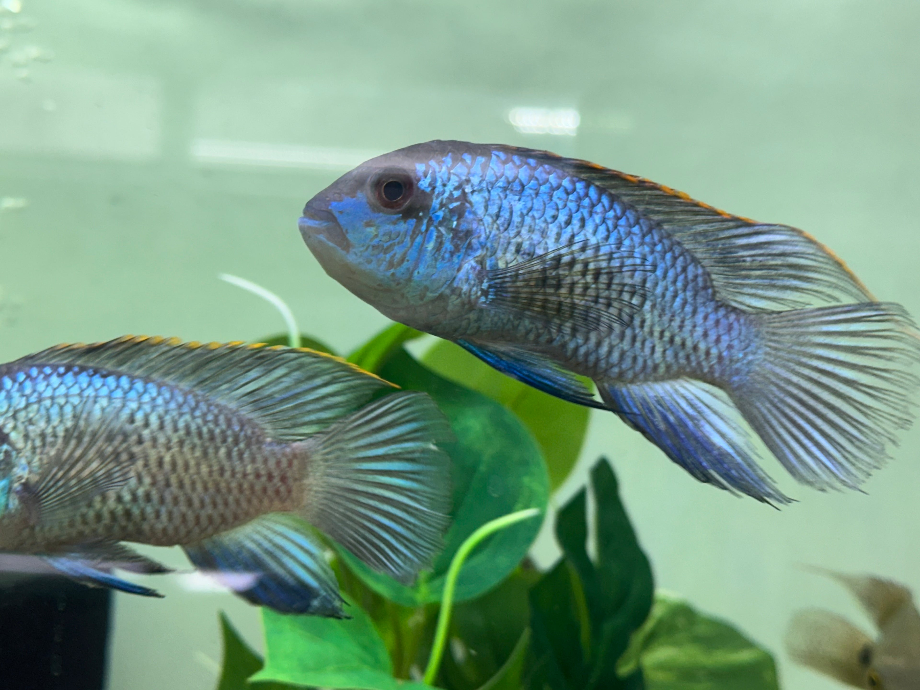 Large Electric Blue Acara (4-4.5”)