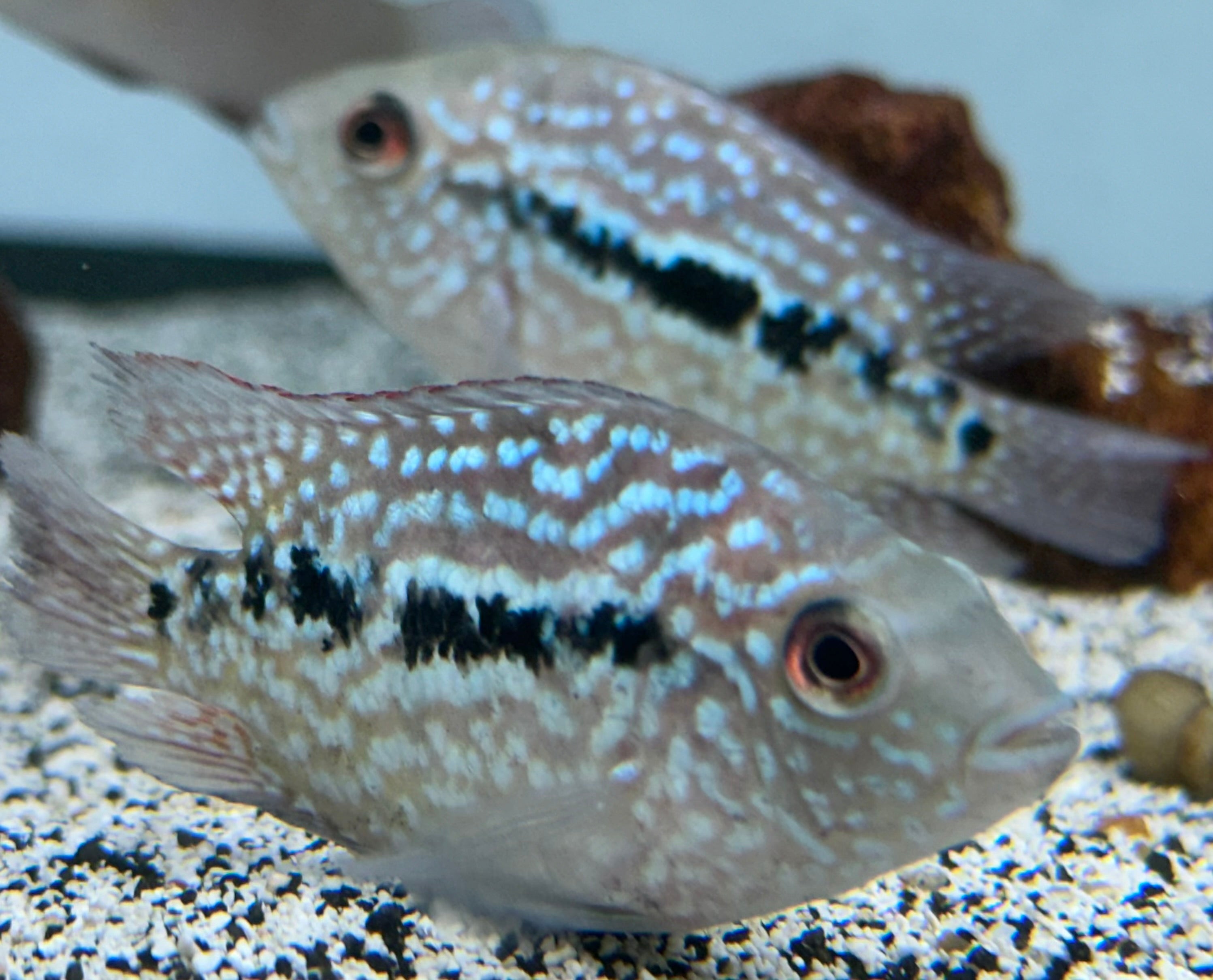 Red Texas Cichlid (2”)