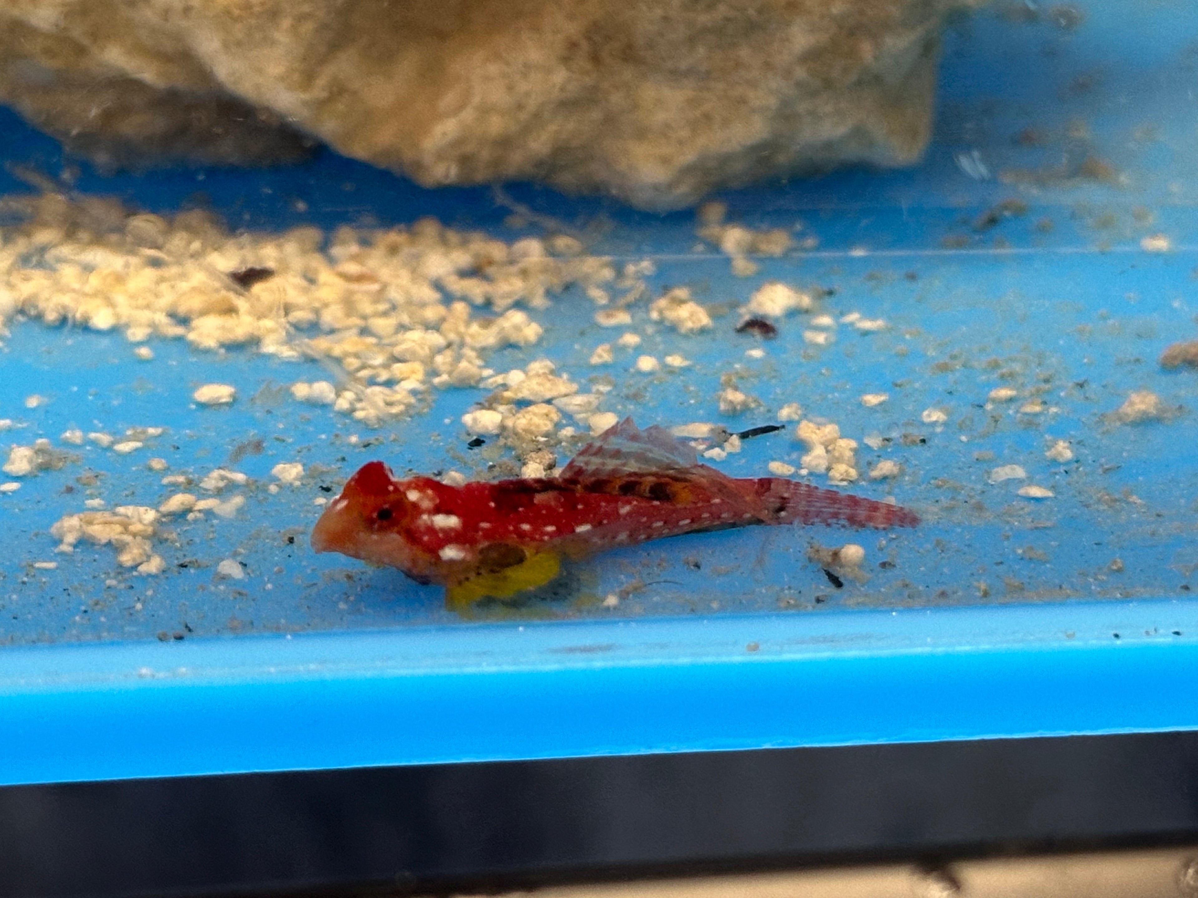 Red Scooter Dragonnet (1.75”)