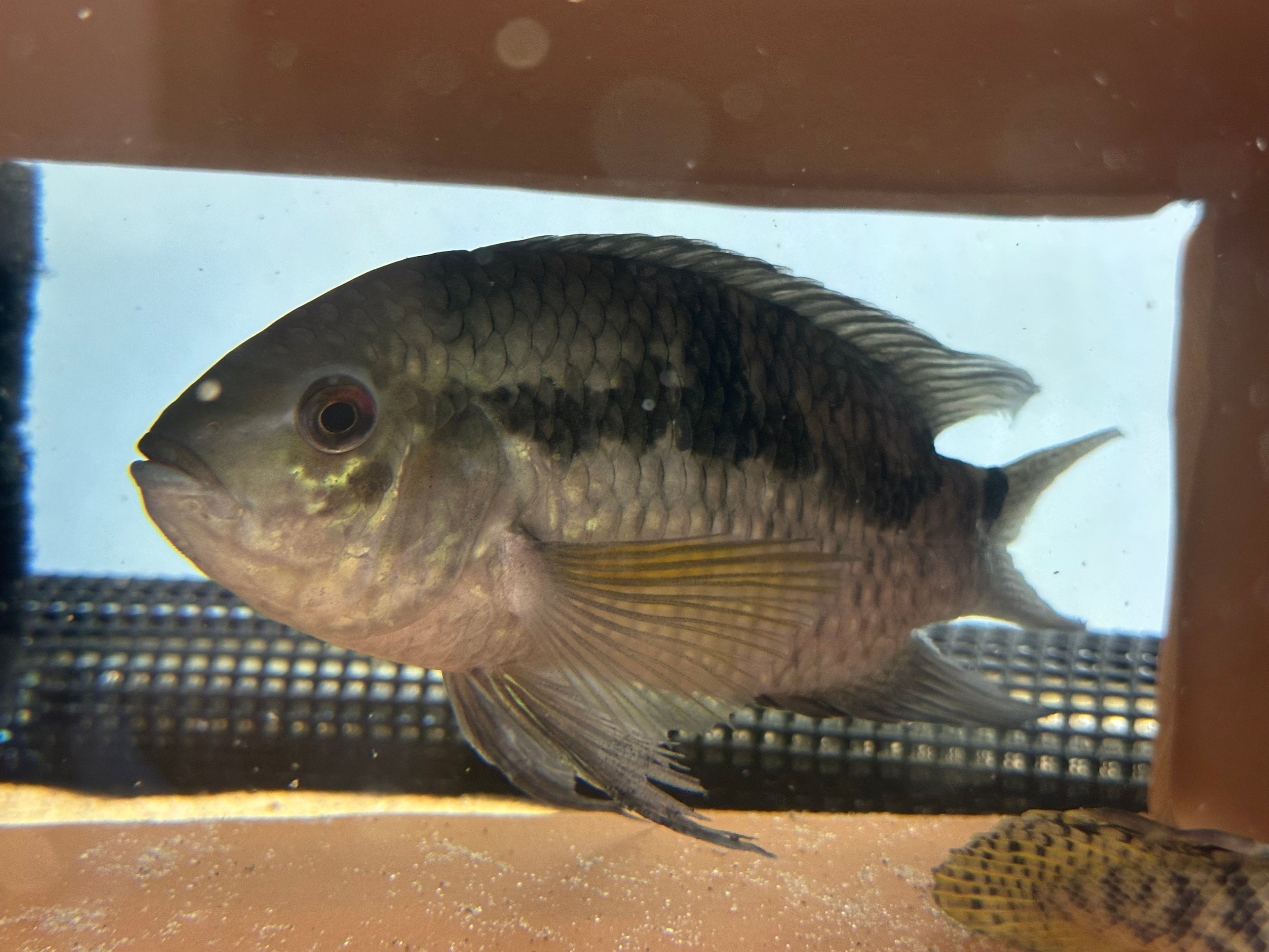 Large Black Acara Cichlid Breeding Pair (5.5-6”)