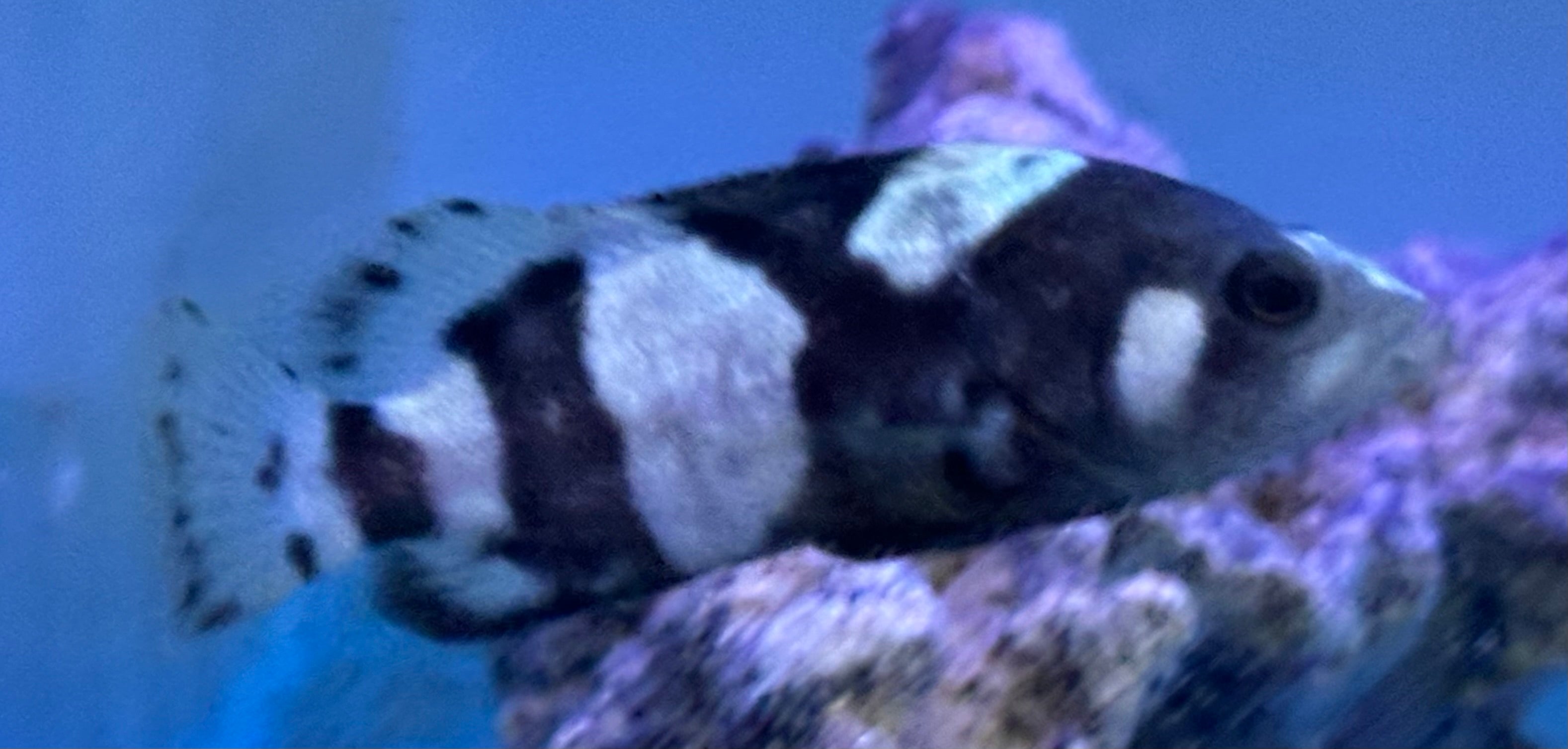 Bumblebee Grouper (2.5”)