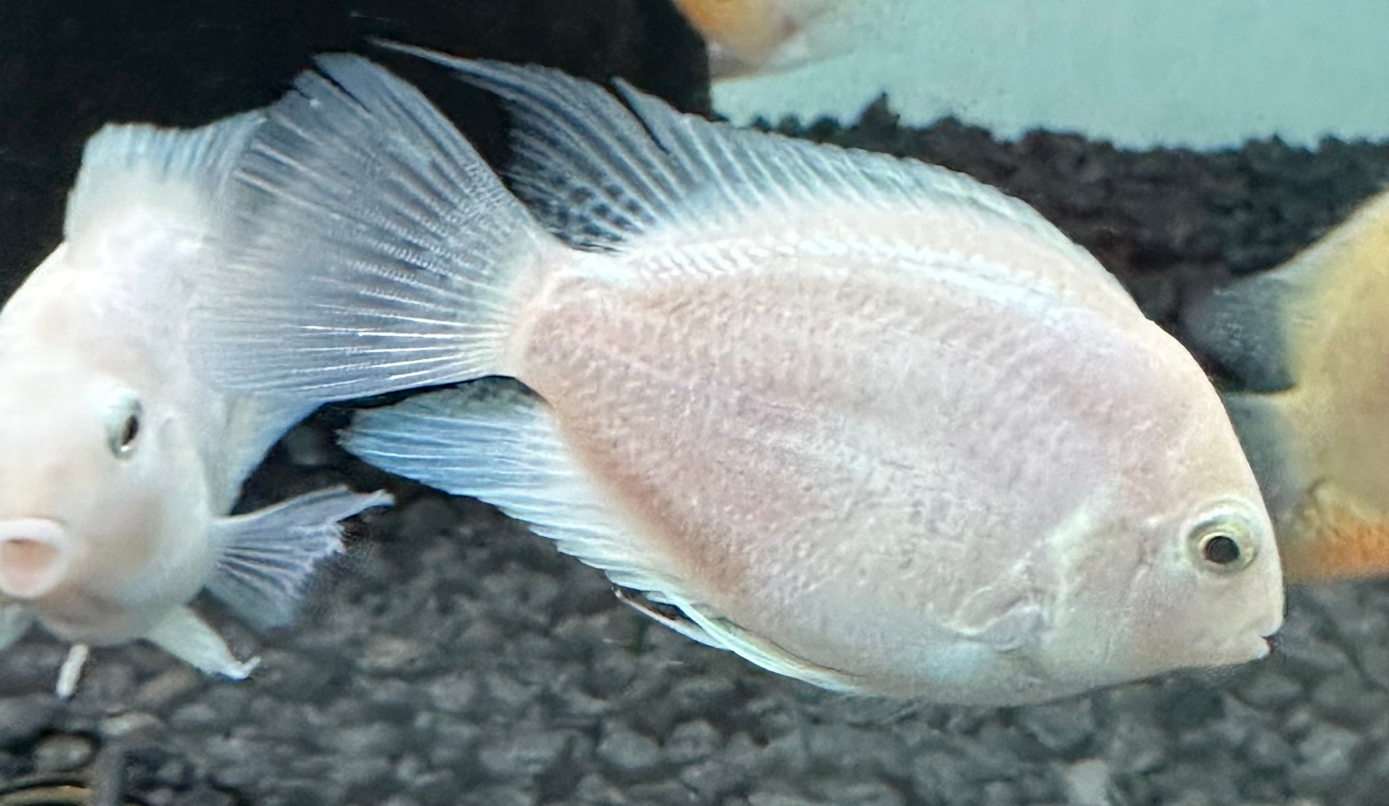 Large Platinum Polar Parrot (2.5-3”)