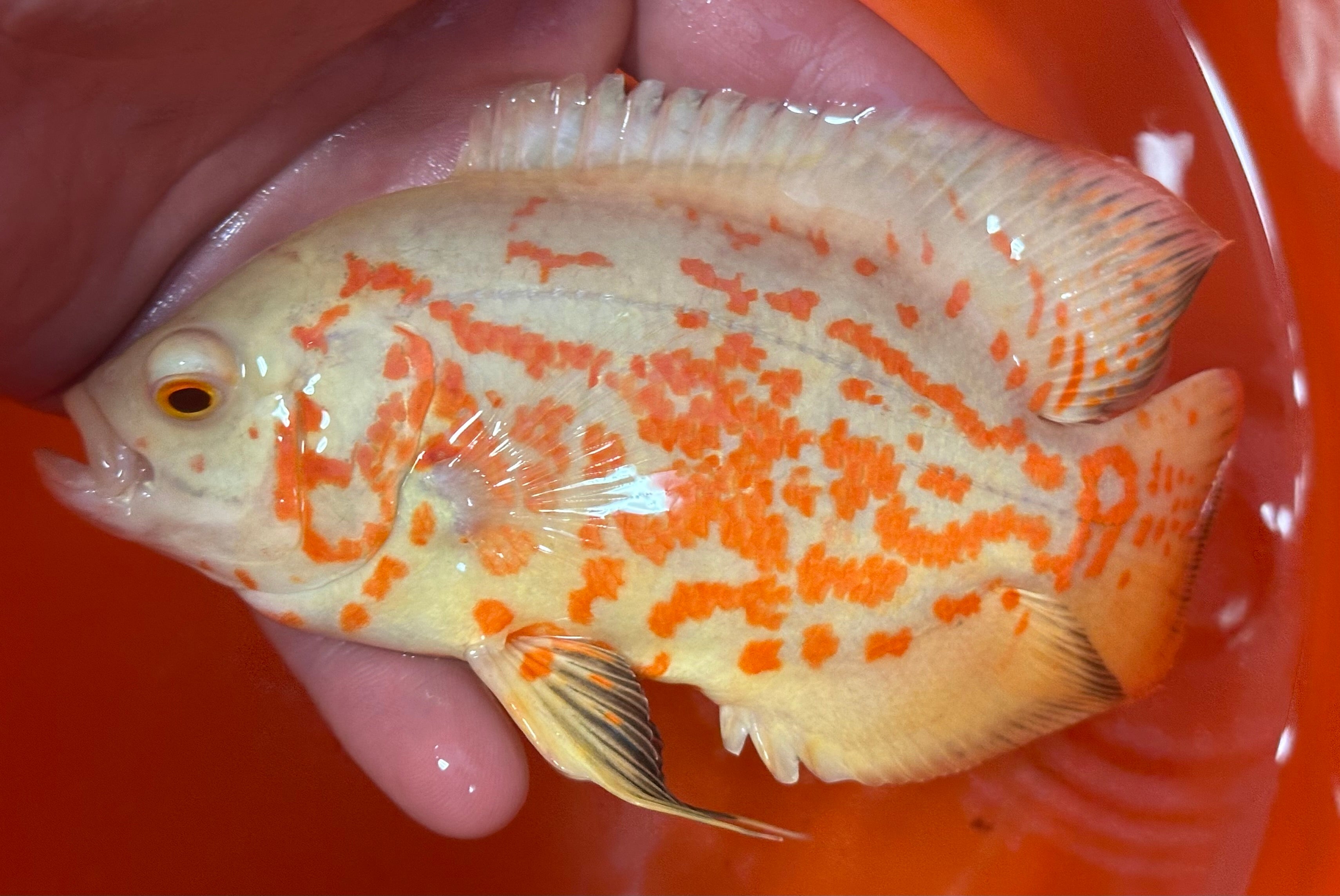 Albino Nemo Tiger Oscar (4.5”)