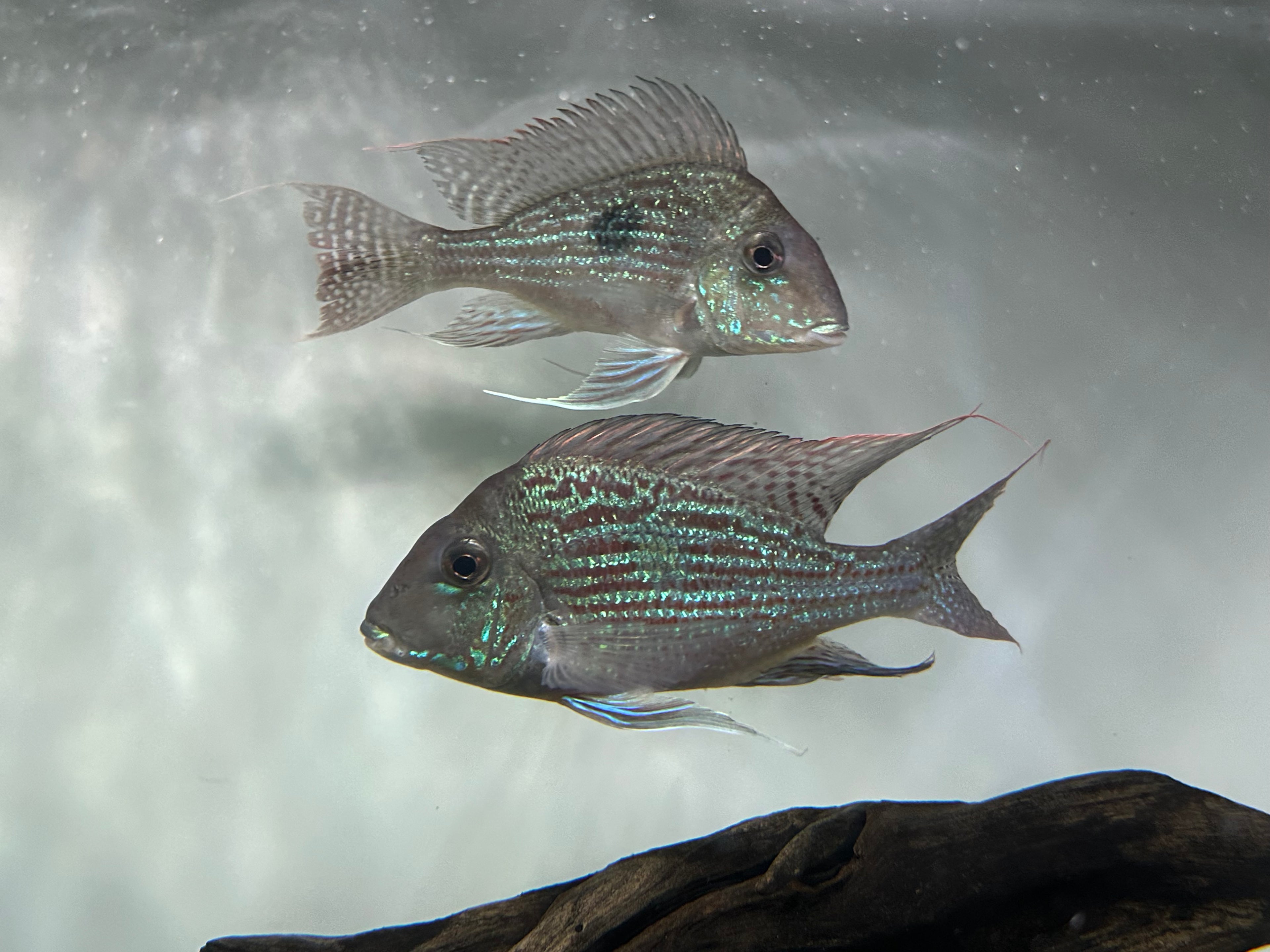 XL Sveni Geophagus Cichlid Breeding Pair (7-8”)