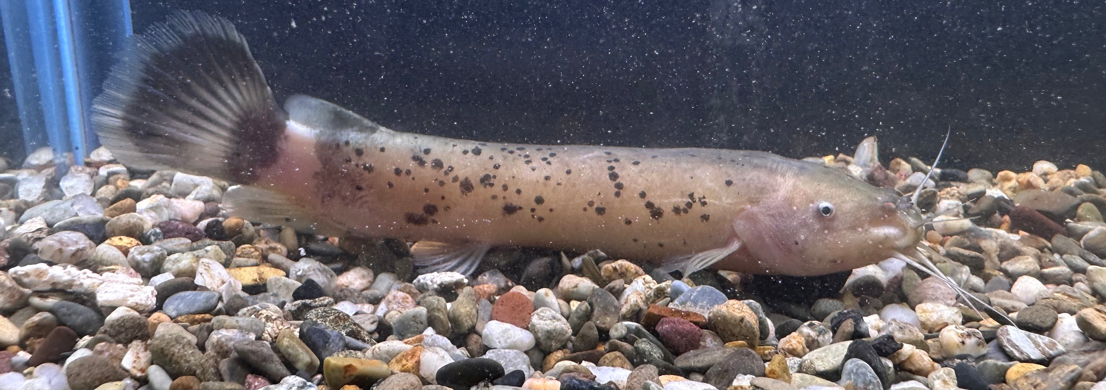Electric Catfish (5”)