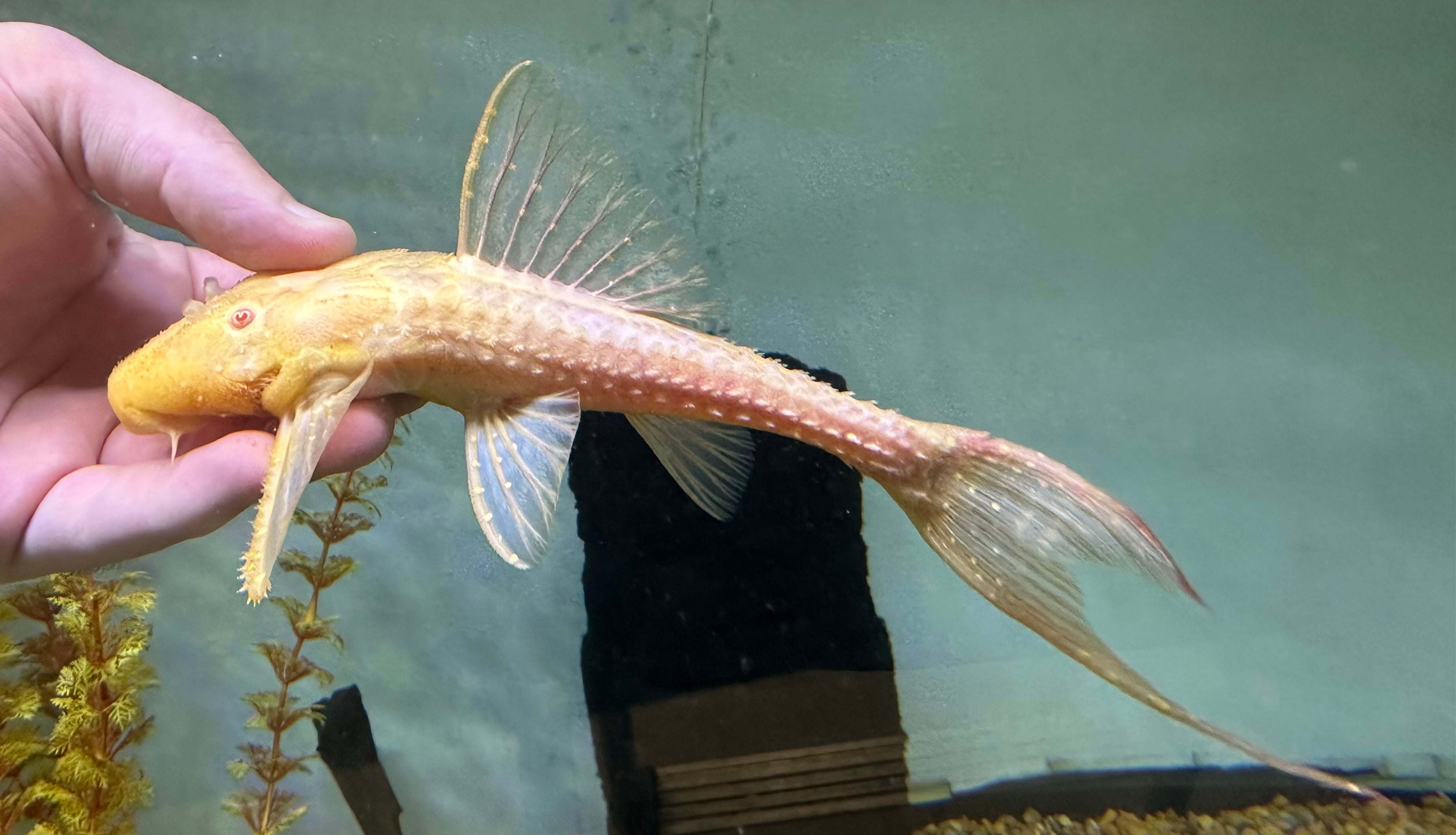 XL Albino L155 Adonis Pleco (7”+)