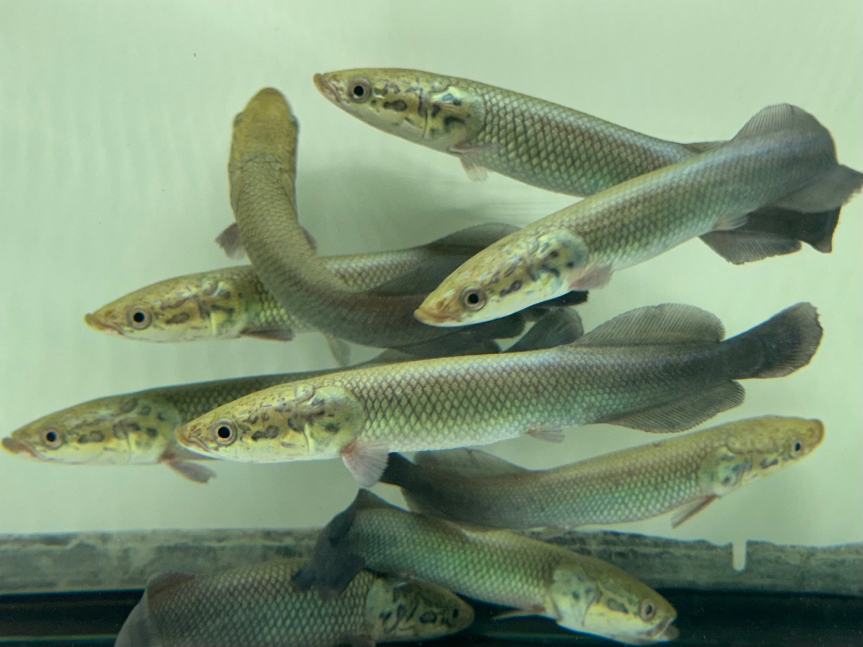 Arapaima (5-6”)