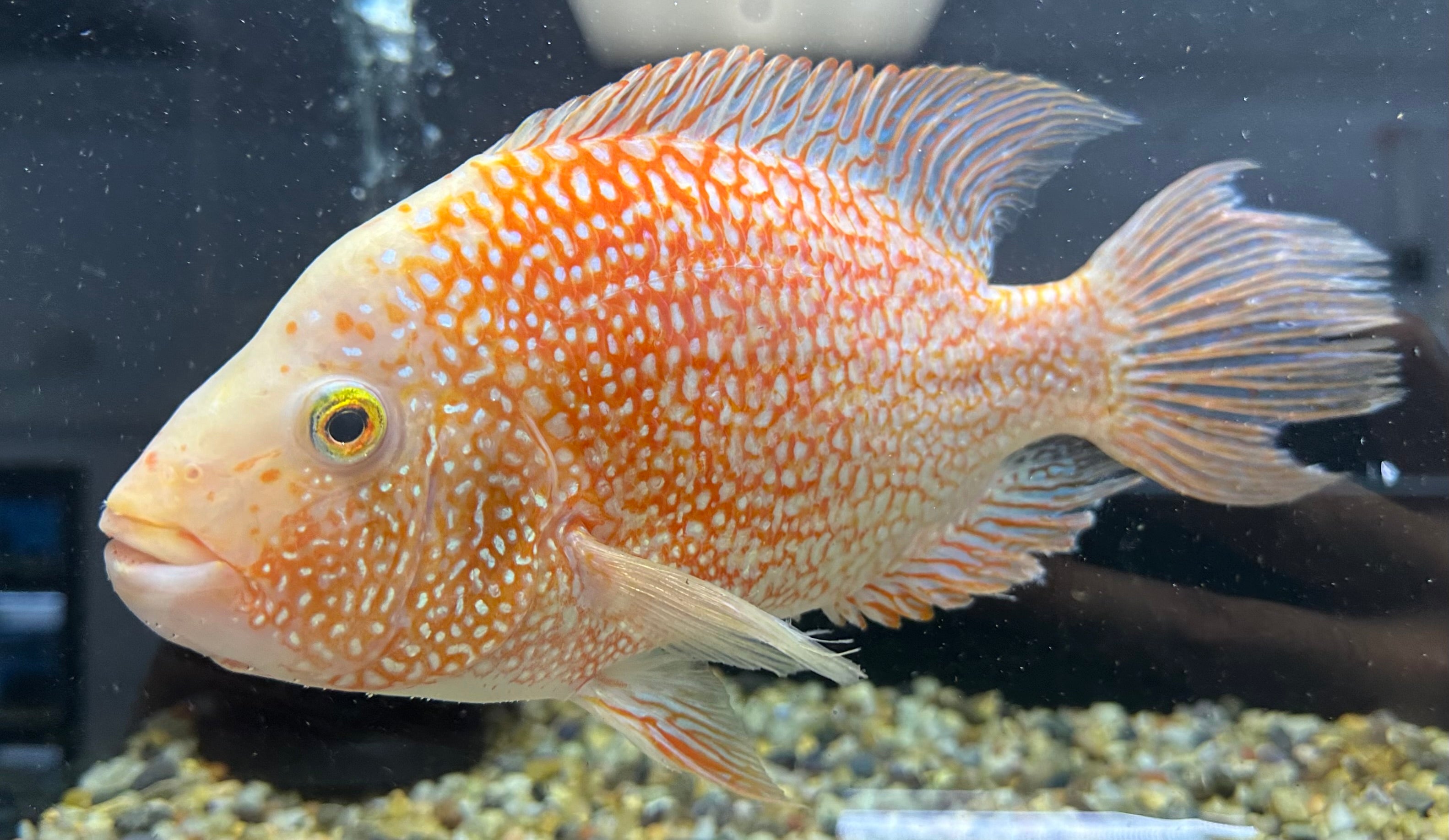 XL Red Texas Cichlid (8”)