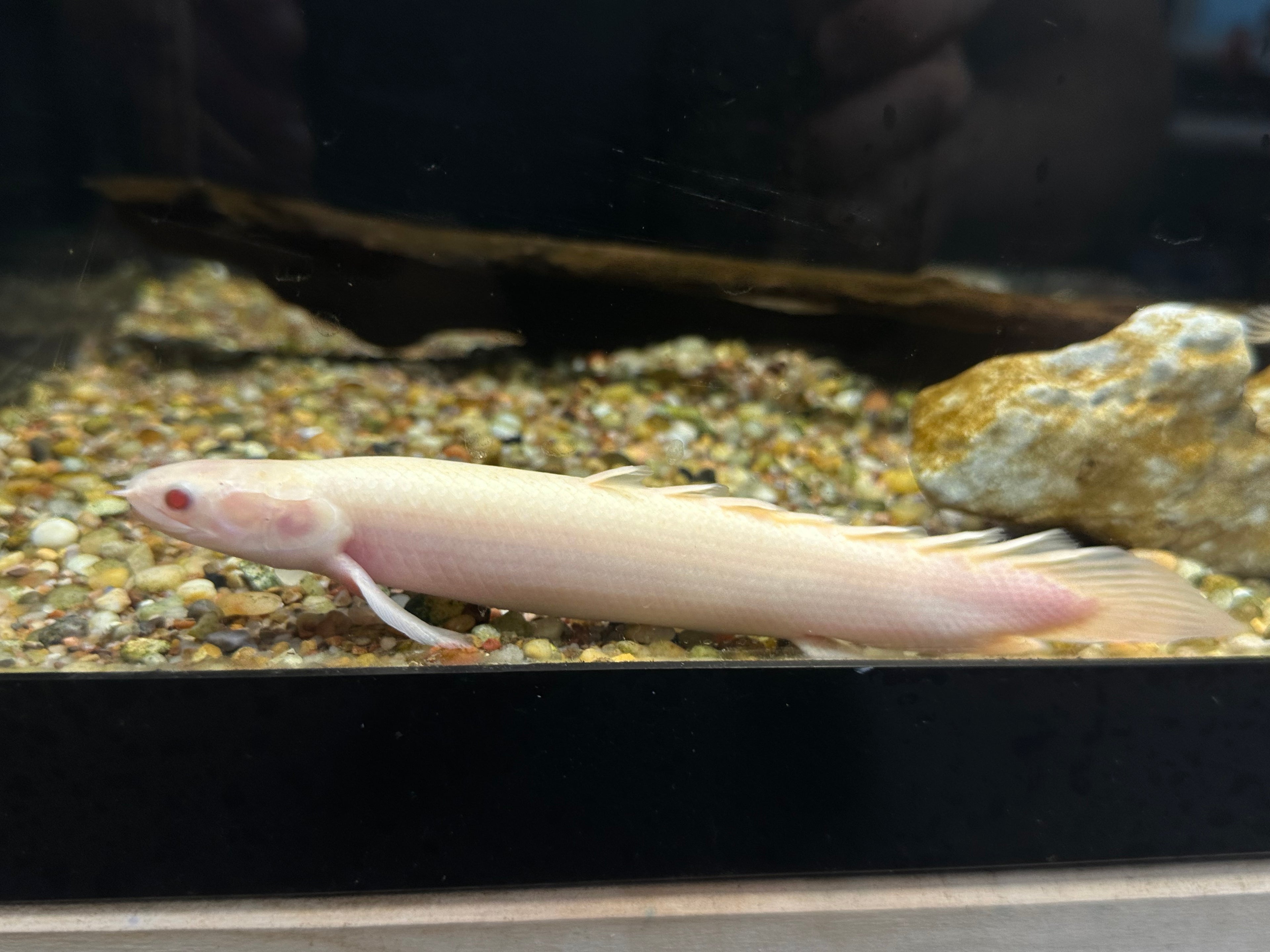 XL Albino Senegal Polypterus (6-7”)