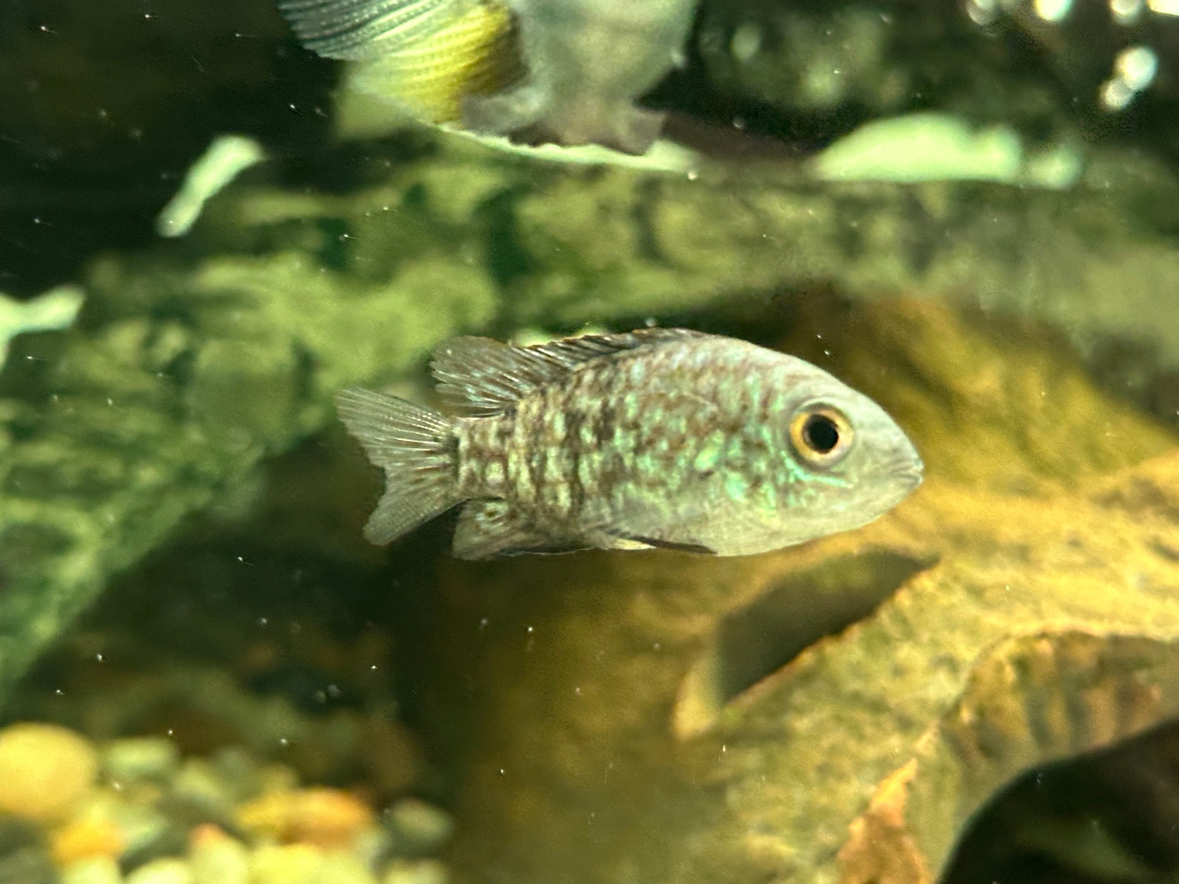 Carpintis Cichlid (2”)