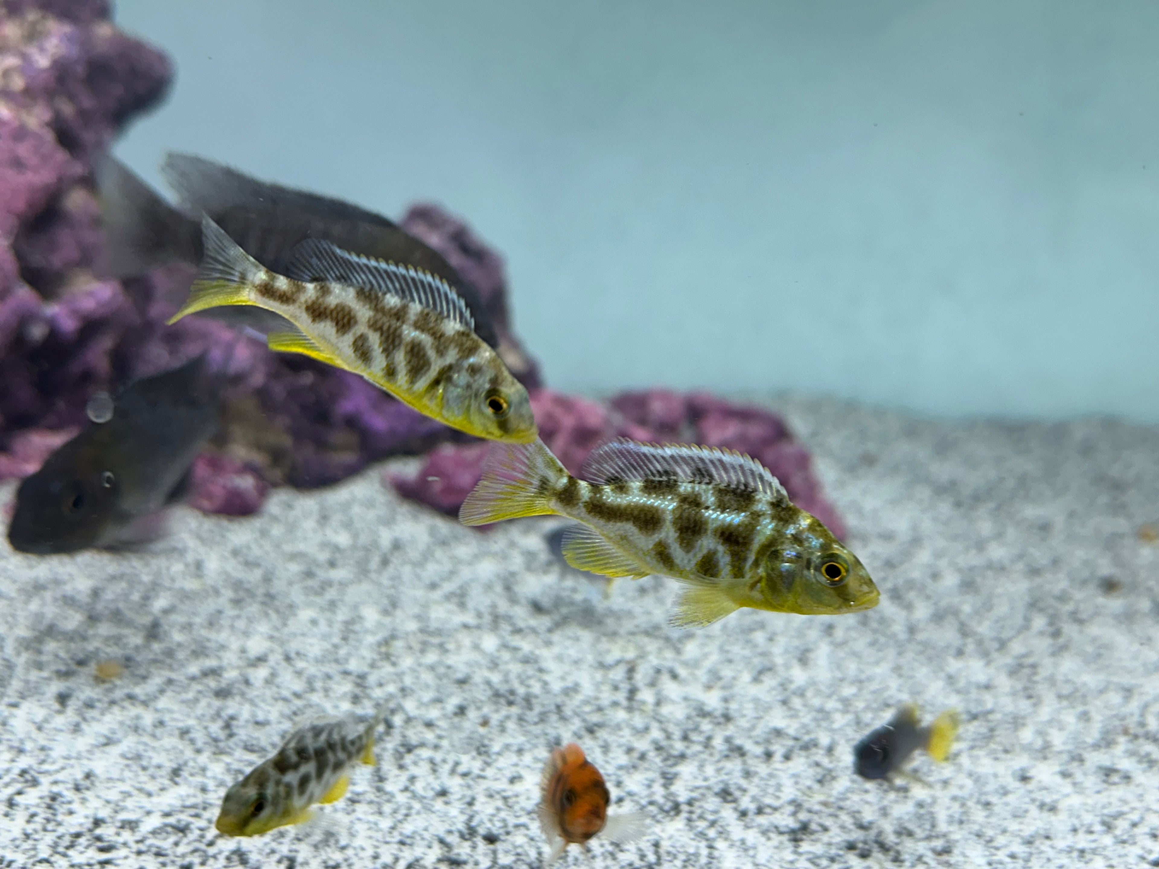 Assorted African Cichlids (2”)