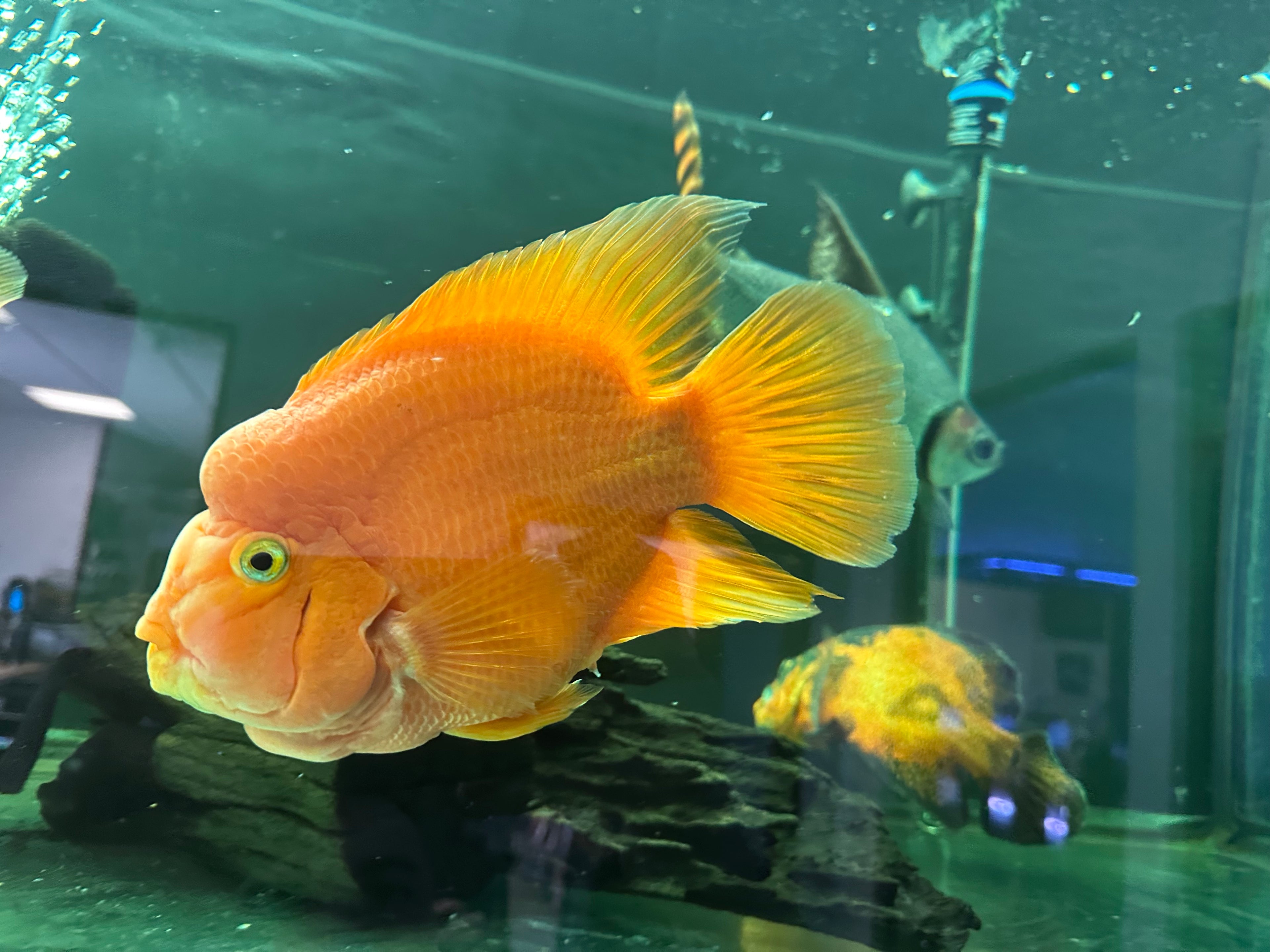 XL Red Parrot (7-8”)