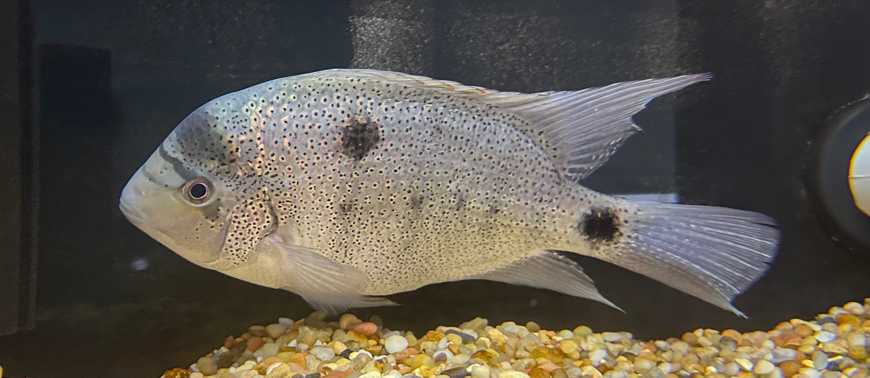 XL Argentea Vieja Cichlid (8-9”)