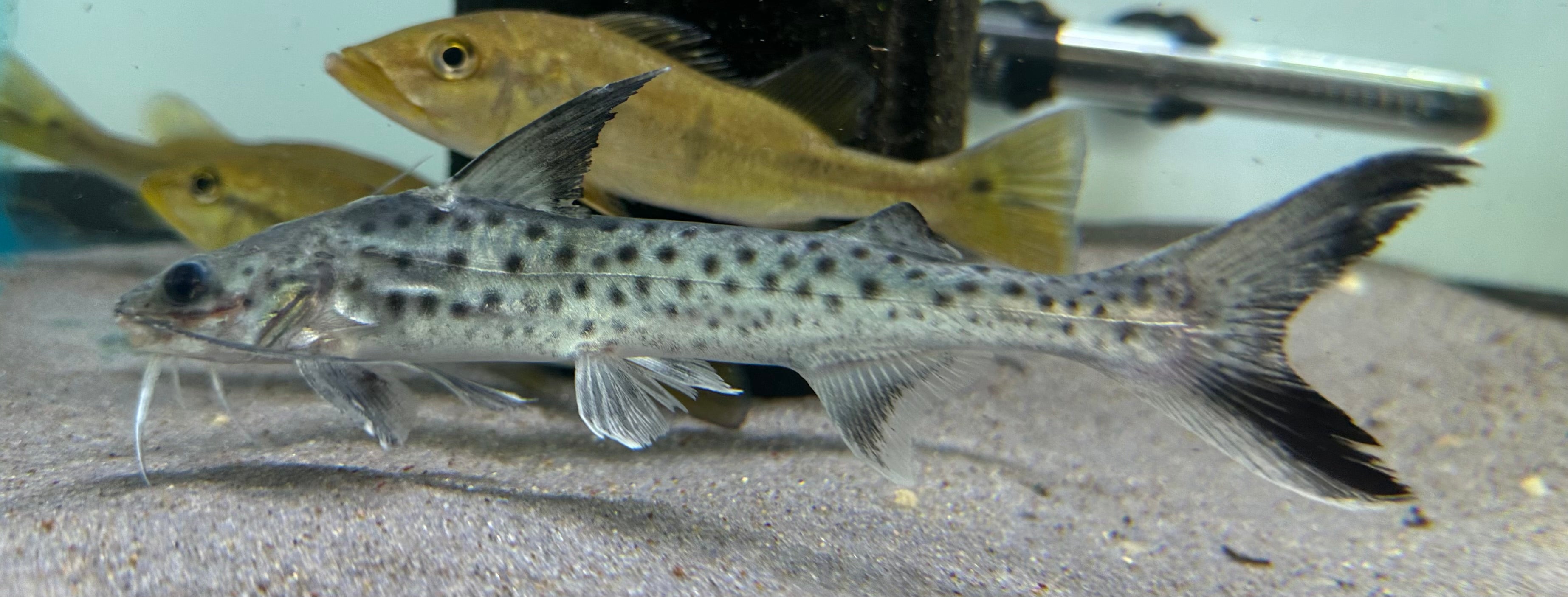 Lince Catfish (6-7”)