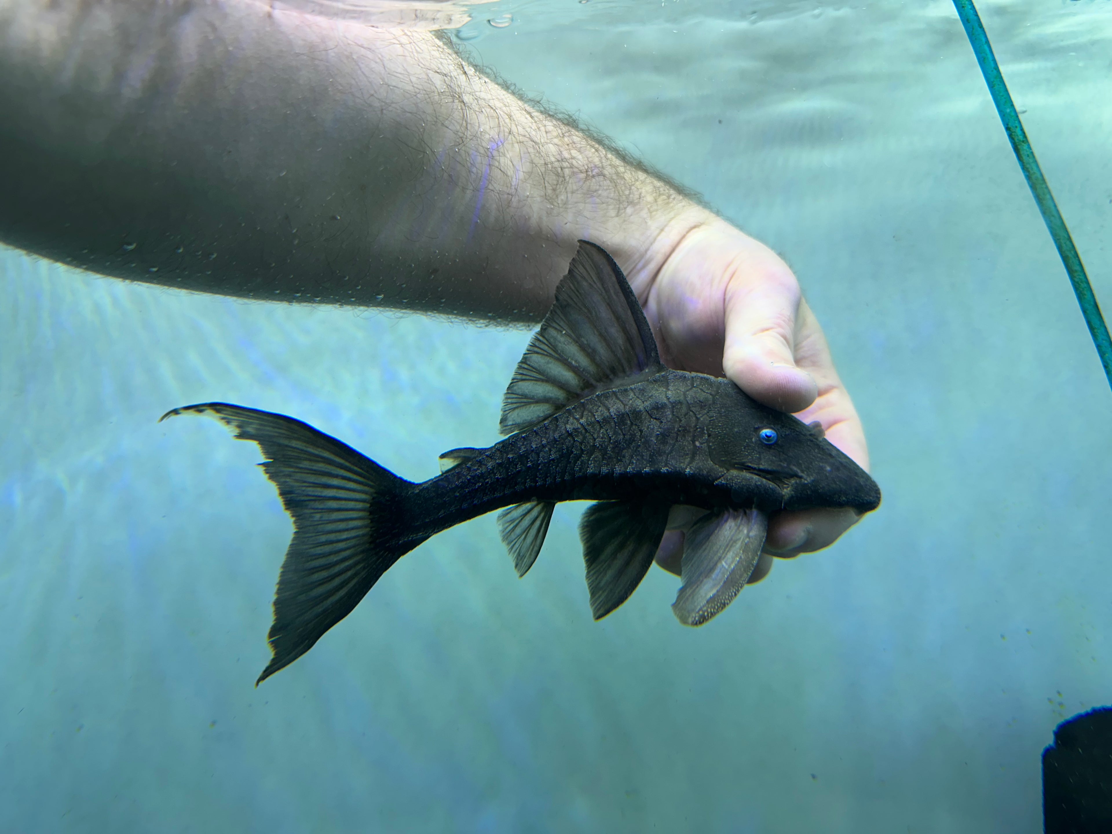 Blue Eye Panaque Pleco (7-8”)